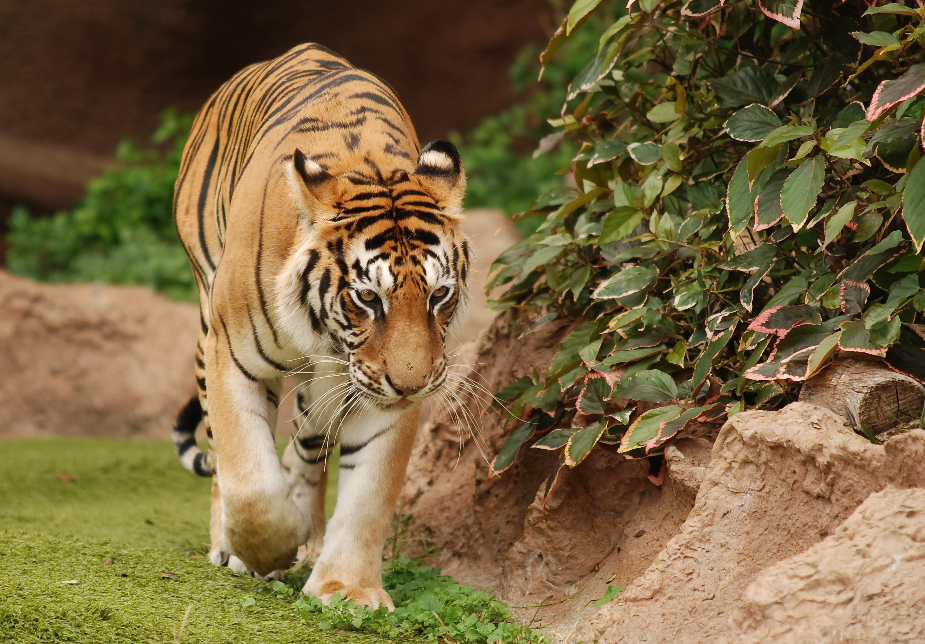 walk, Tigress, gait, 2K, HD Wallpaper