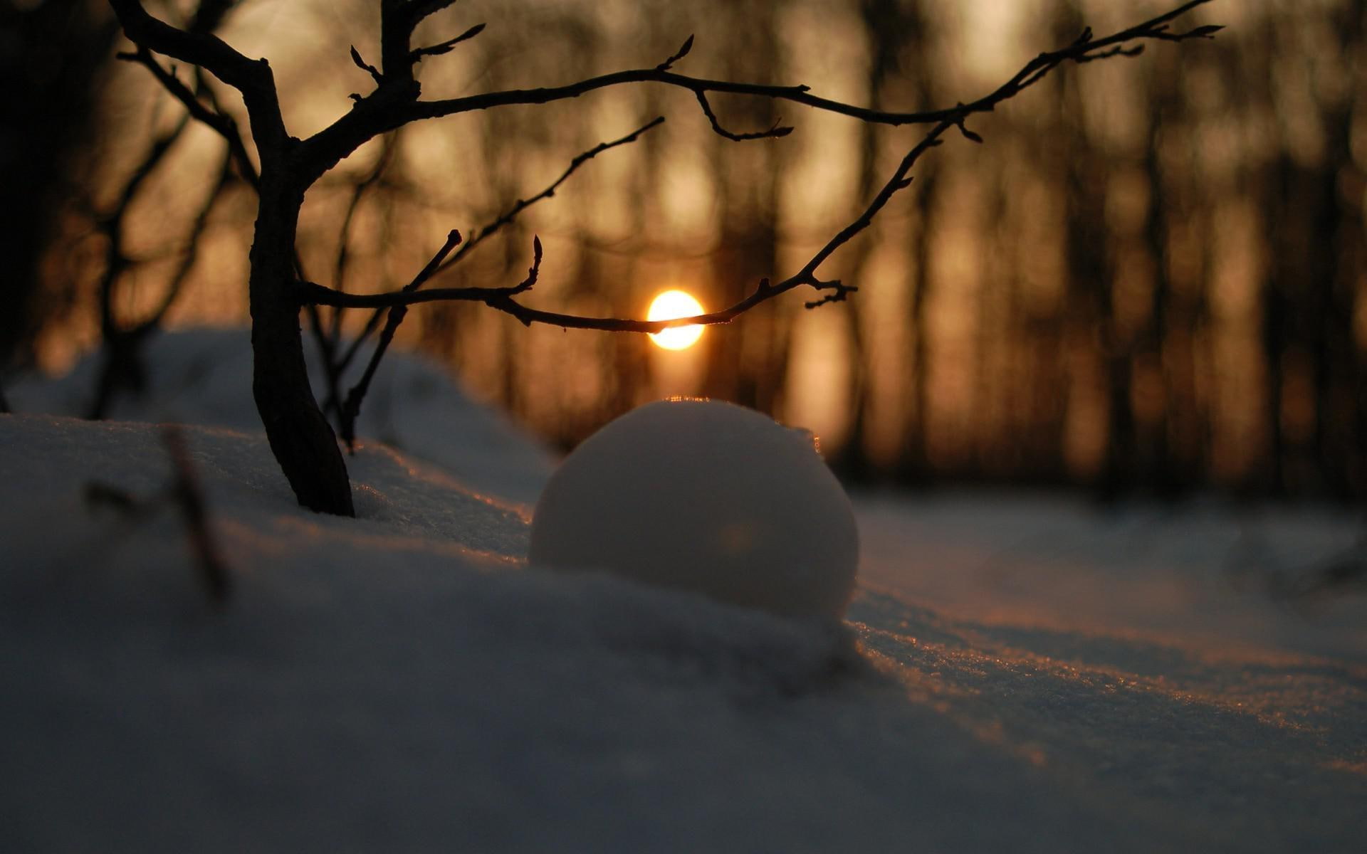 susnet, nature, branch, sunset, 1080P, snow, 1920x1200, light, snowball, tree, winter, black, HD Wallpaper