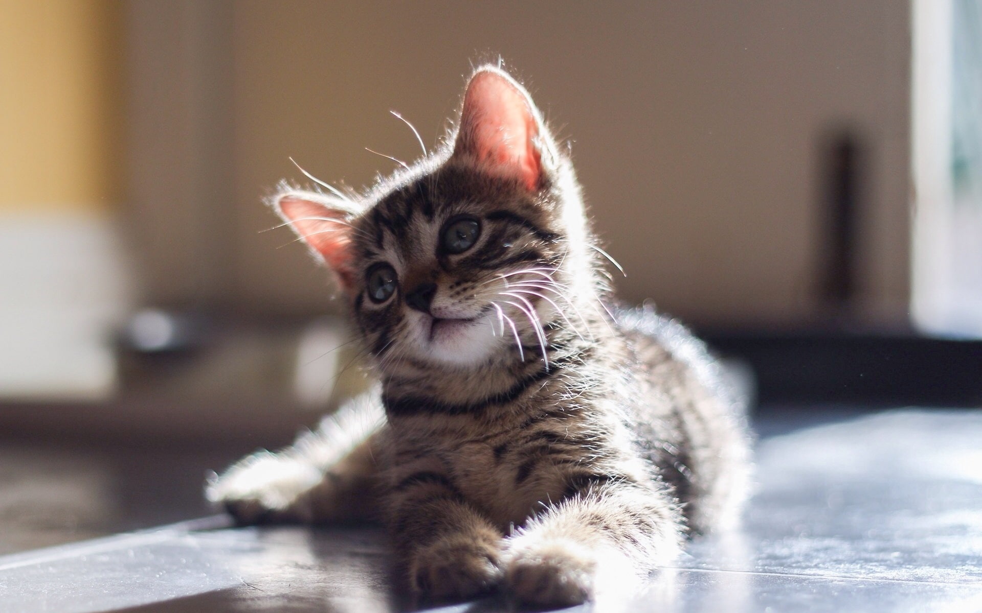 tabby, Kitten, Eyes, Baby, Cute, brown, cat, 1080P, Glare, Look, HD Wallpaper