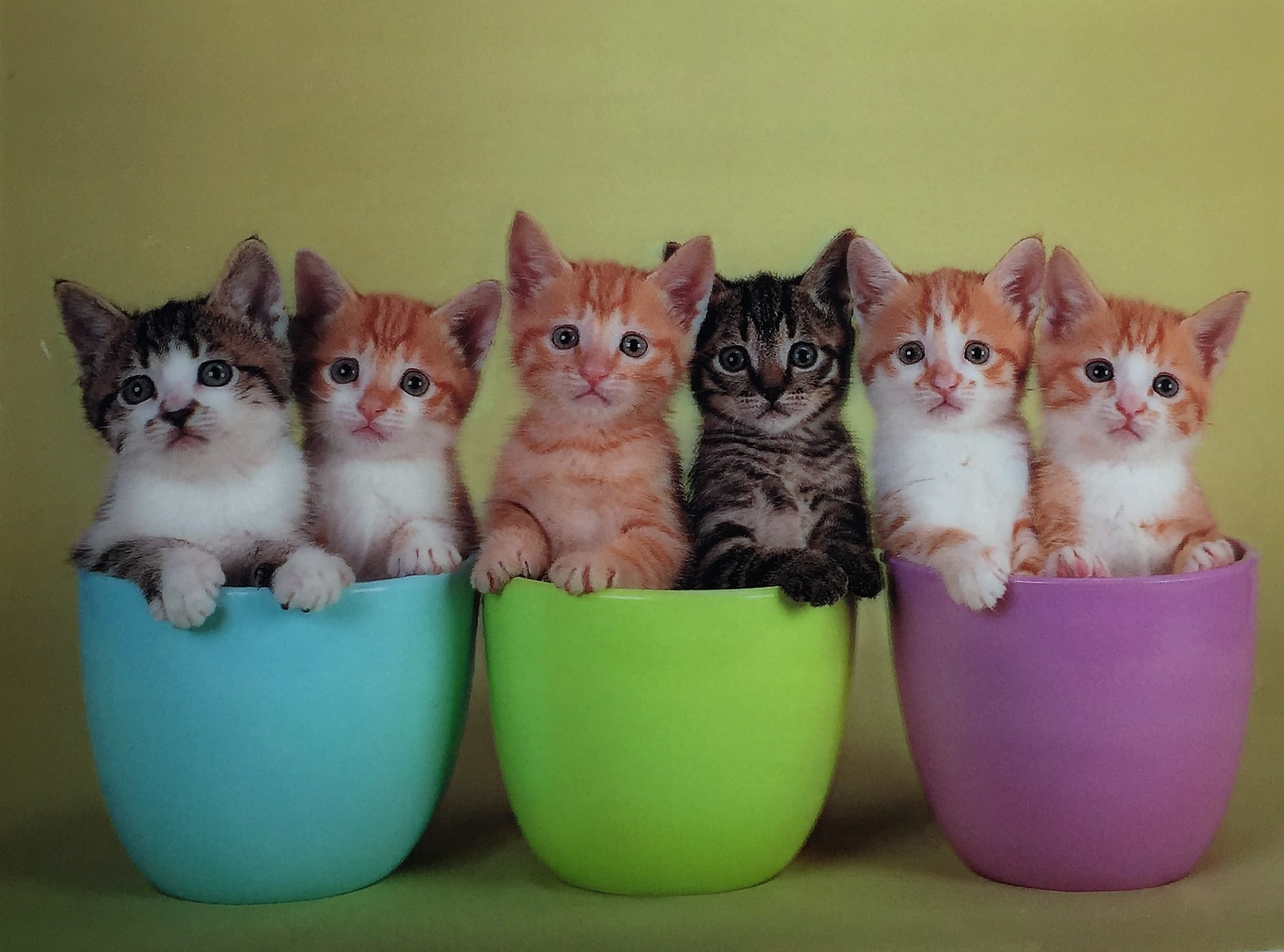 720P, cat, baby, kitten, cute, HD Wallpaper