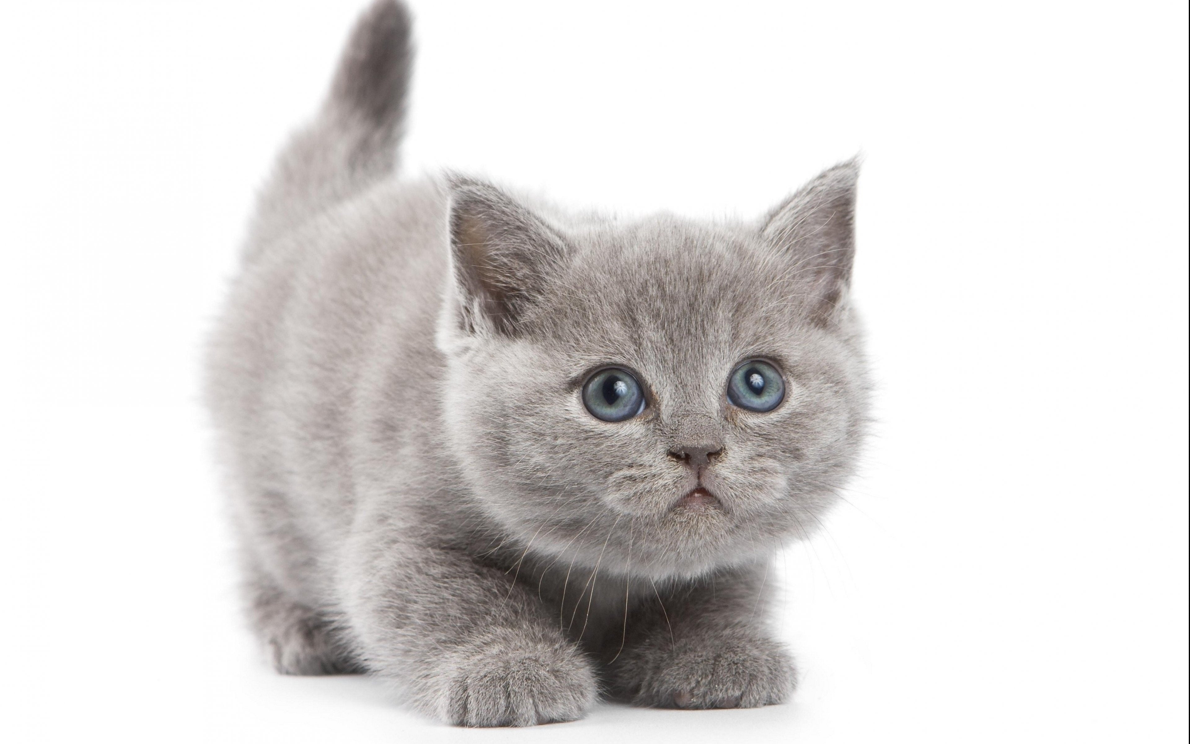 mammal, softness, cut out, animal themes, domestic, young animal, portrait, indoors, animal, 4K, vertebrate, baby, cats, Kitten, studio shot, domestic animals, HD Wallpaper