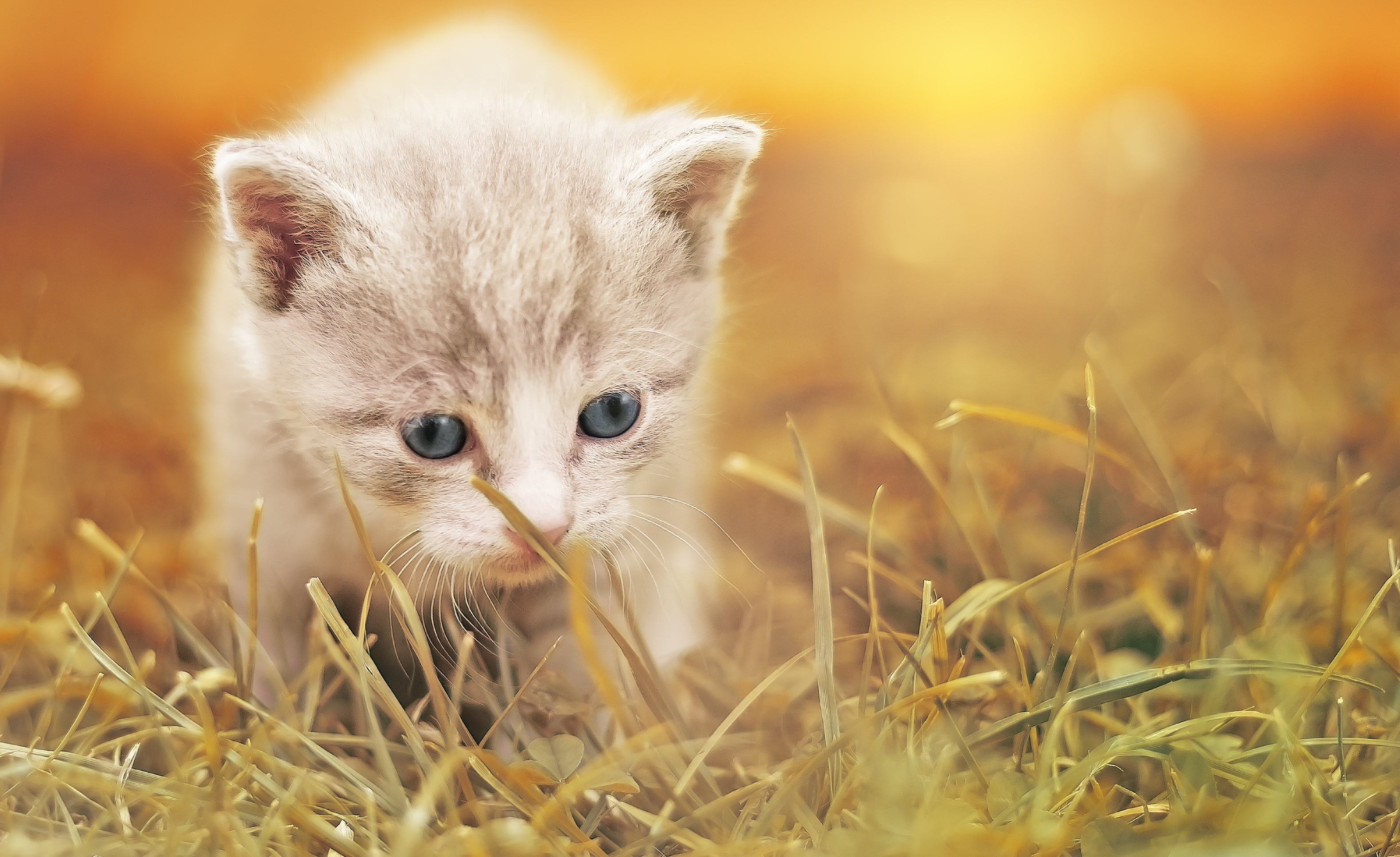mammal, domestic animals, nature, selective focus, 2K, Cute kitten, Baby cat, looking at camera, close-up, field, pets, domestic cat, domestic, young animal, HD Wallpaper