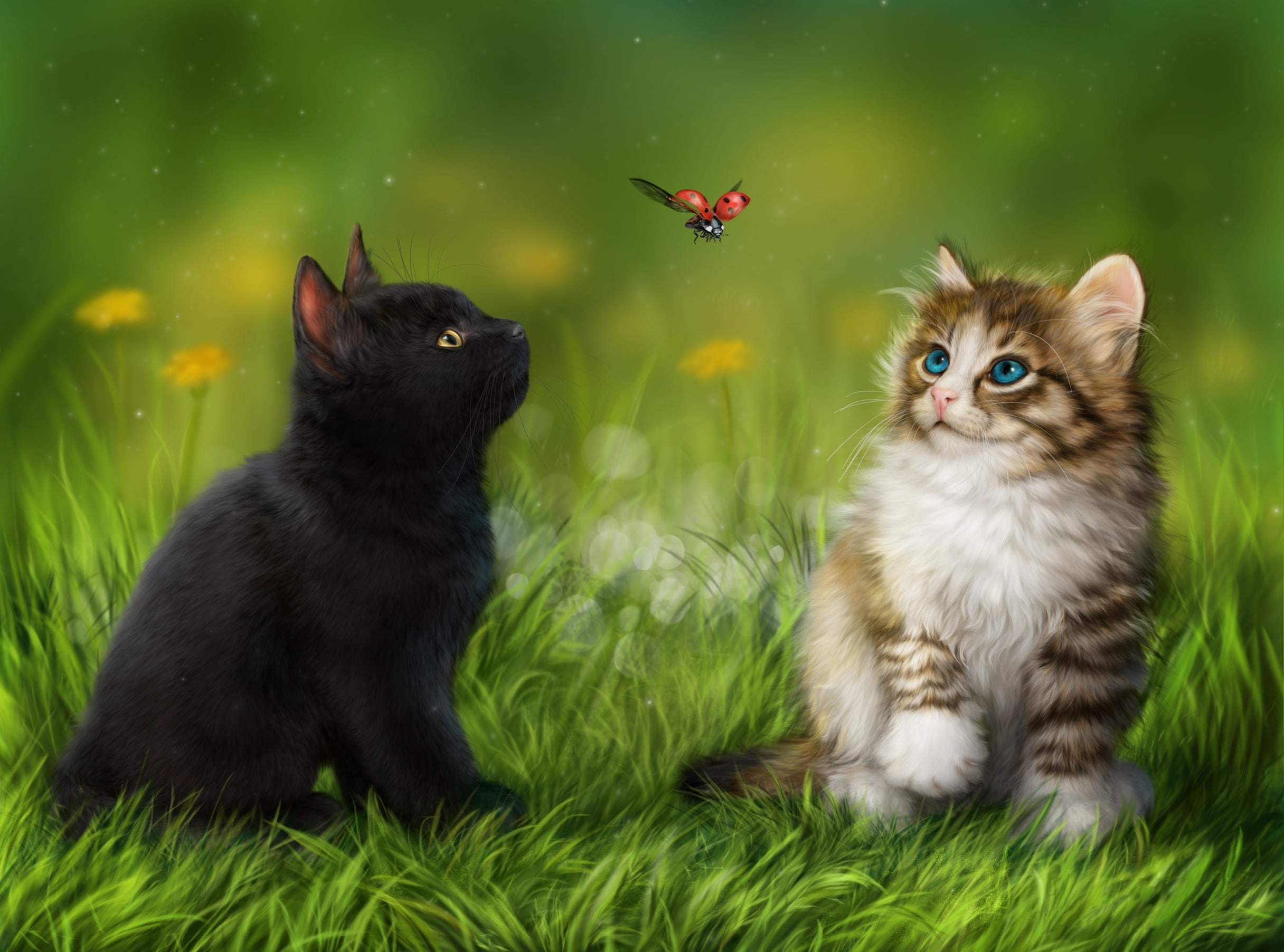1080P, baby, cat, kitten, cute, HD Wallpaper