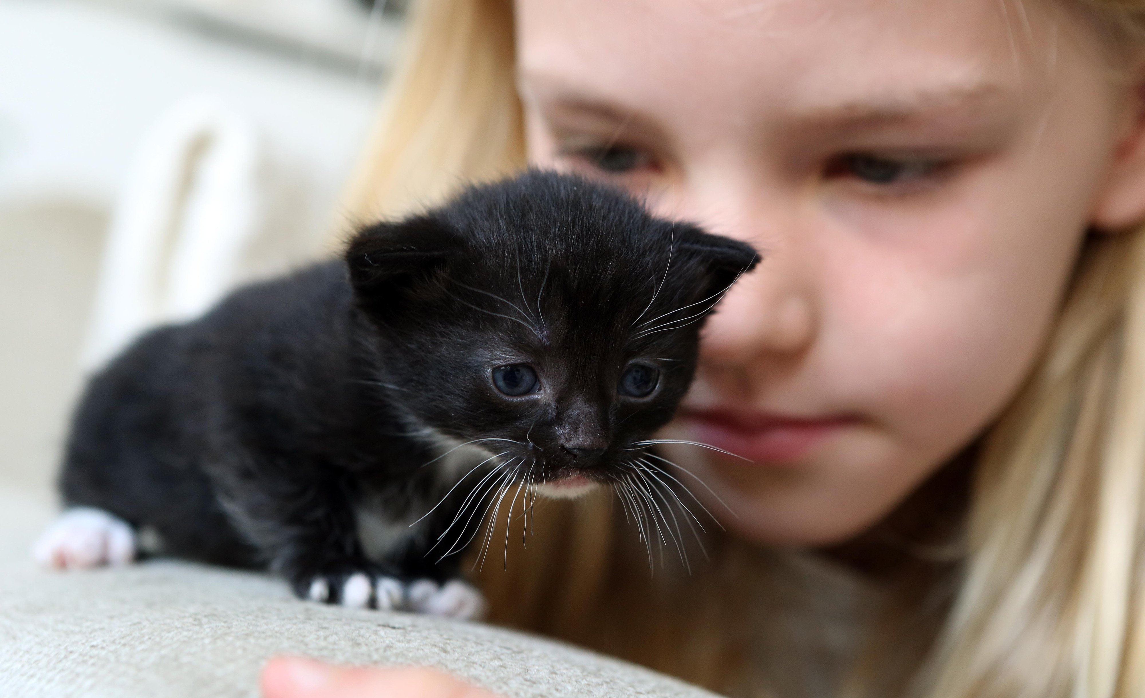 baby, females, cat, indoors, 4K, innocence, close-up, kittens, whisker, one person, one animal, hair, domestic, mammal, cute, headshot, offspring, child, HD Wallpaper