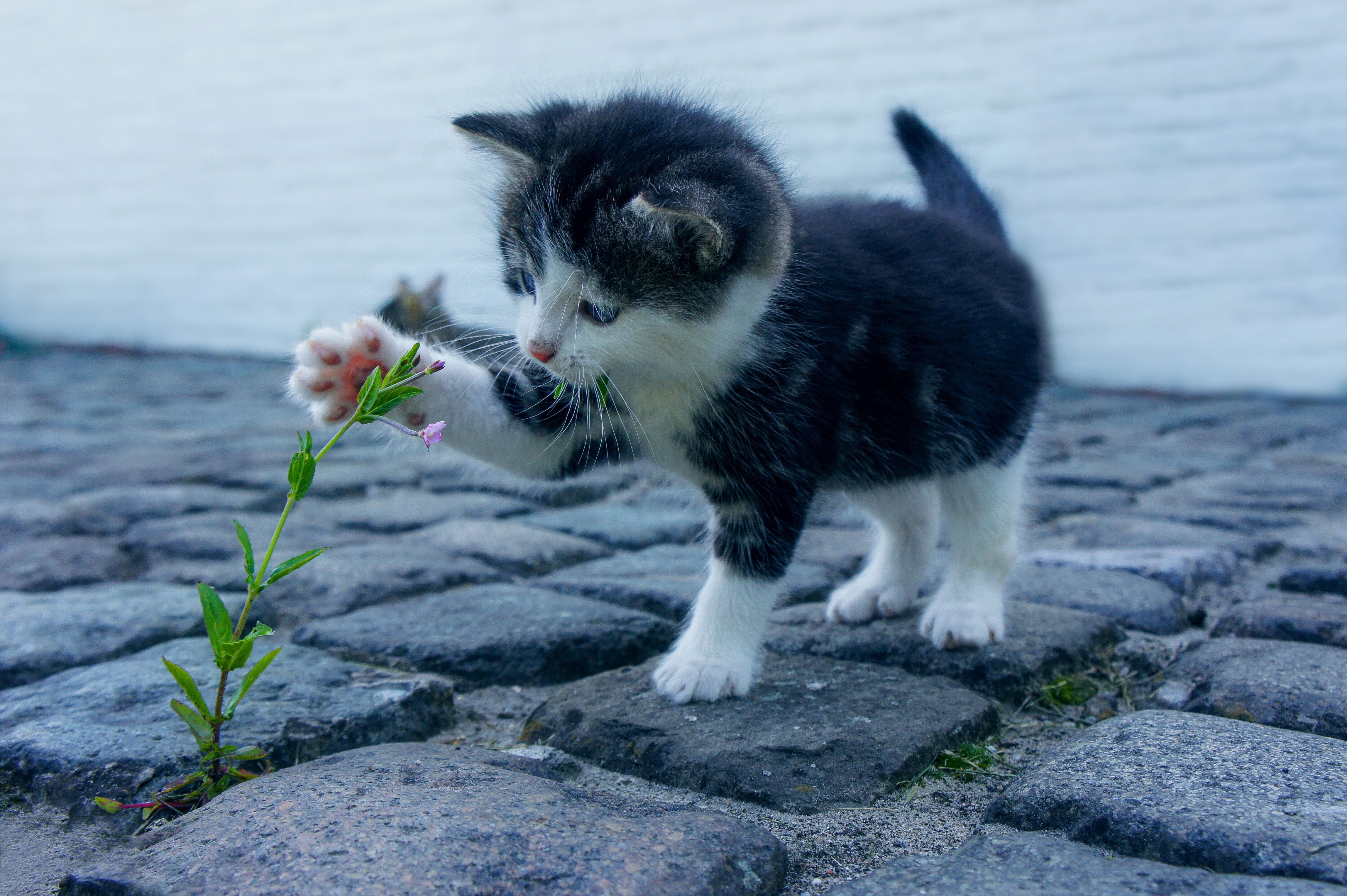 short, domestic animals, white, mammal, whisker, cat, cute, 4K, furred, black, one animal, nature, vertebrate, feline, focus on foreground, baby, outdoors, HD Wallpaper