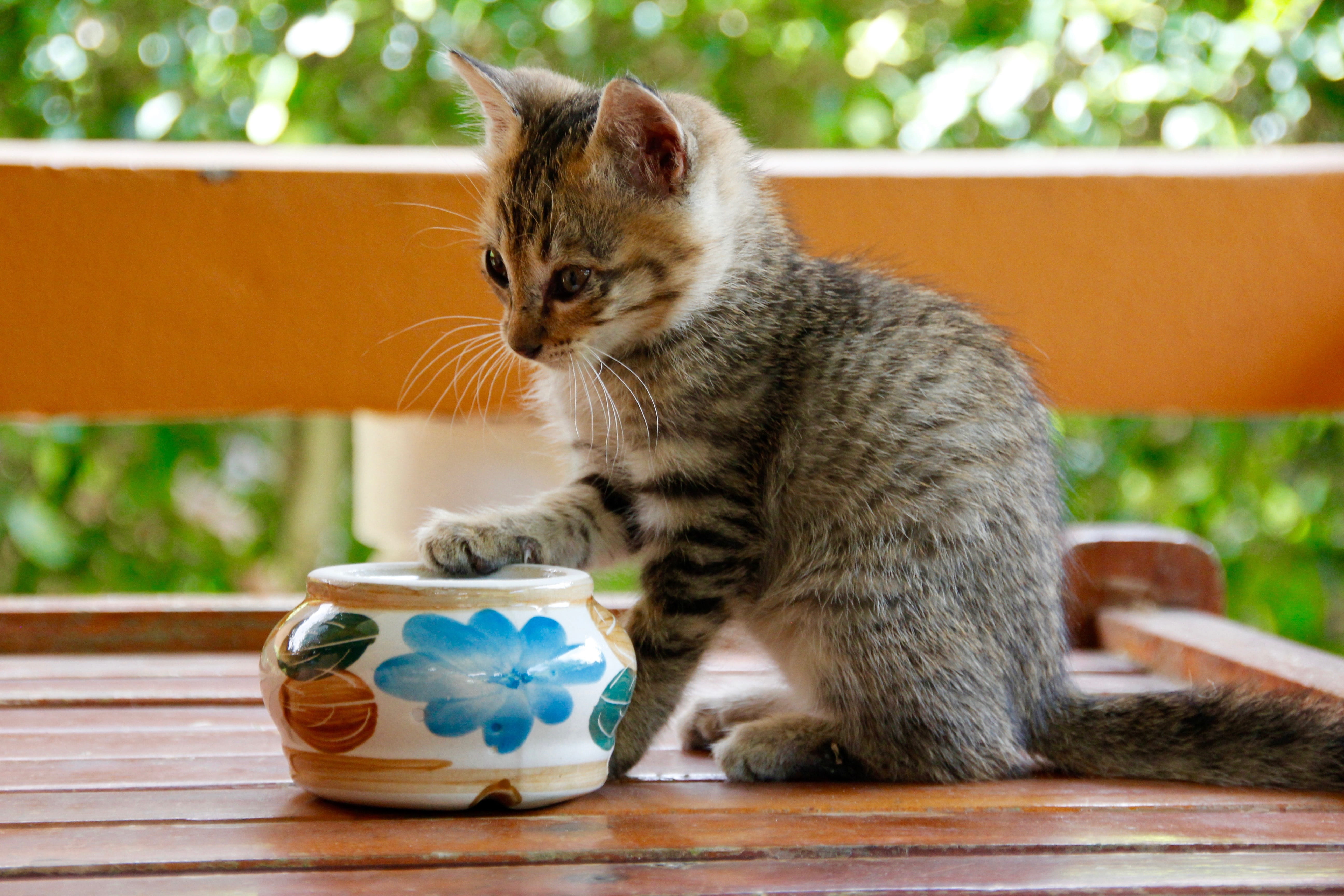 domestic, table, adidas, focus on foreground, container, feline, domestic animals, no people, domestic cat, wooden, small cats, cat baby, kitten, tabby, HD Wallpaper