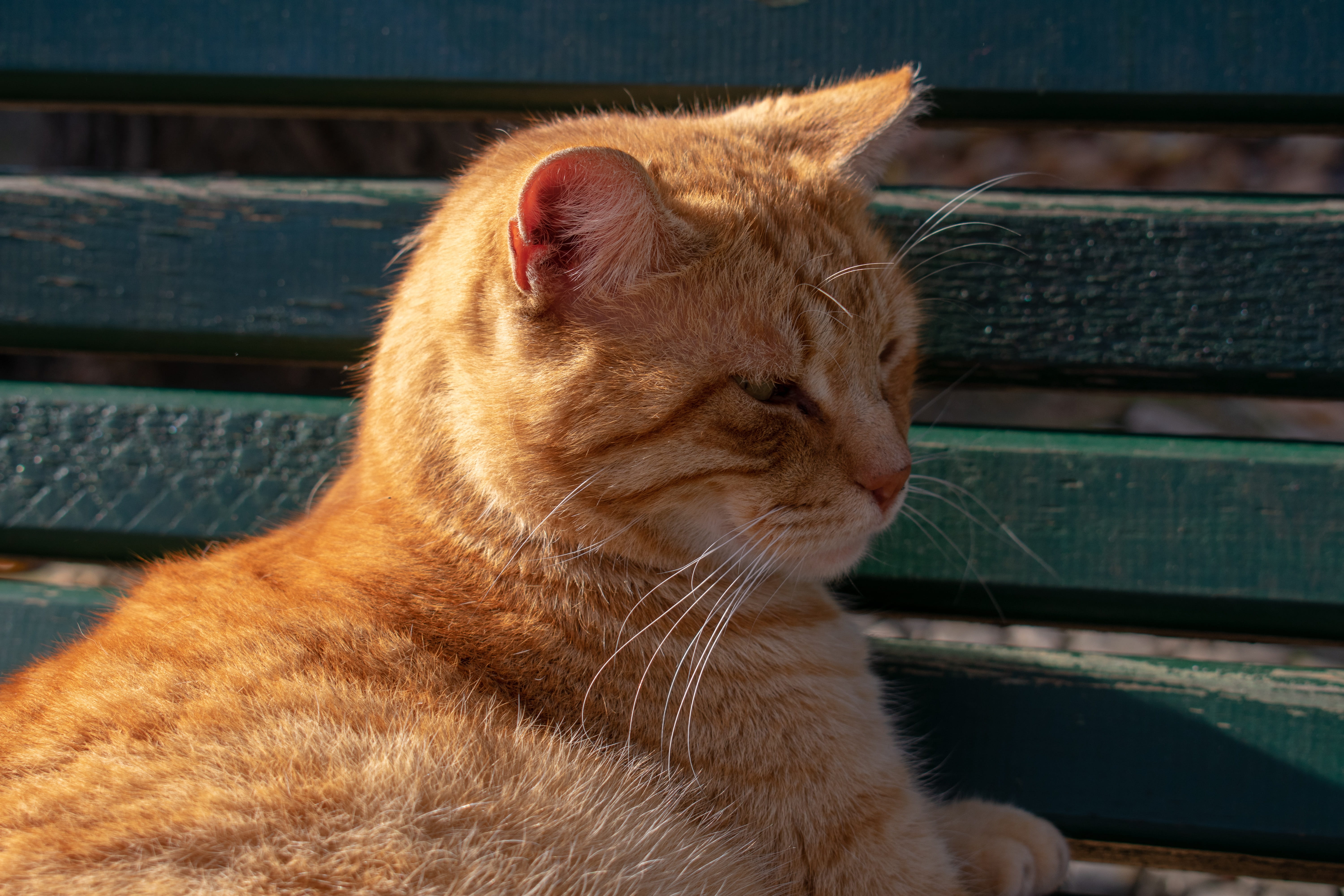 kitten, fur, vertebrate, bench, cute, cat baby, close up, close-up, no people, looking away, mammal, domestic animals, animal, red mackerel tabby, animal world, HD Wallpaper
