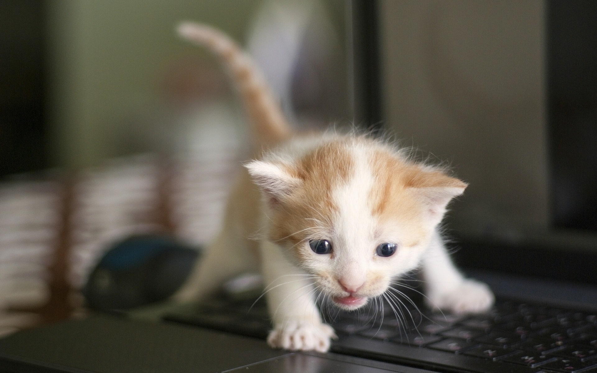 Kitten, Baby, Keyboard, 1080P, Cute, HD Wallpaper