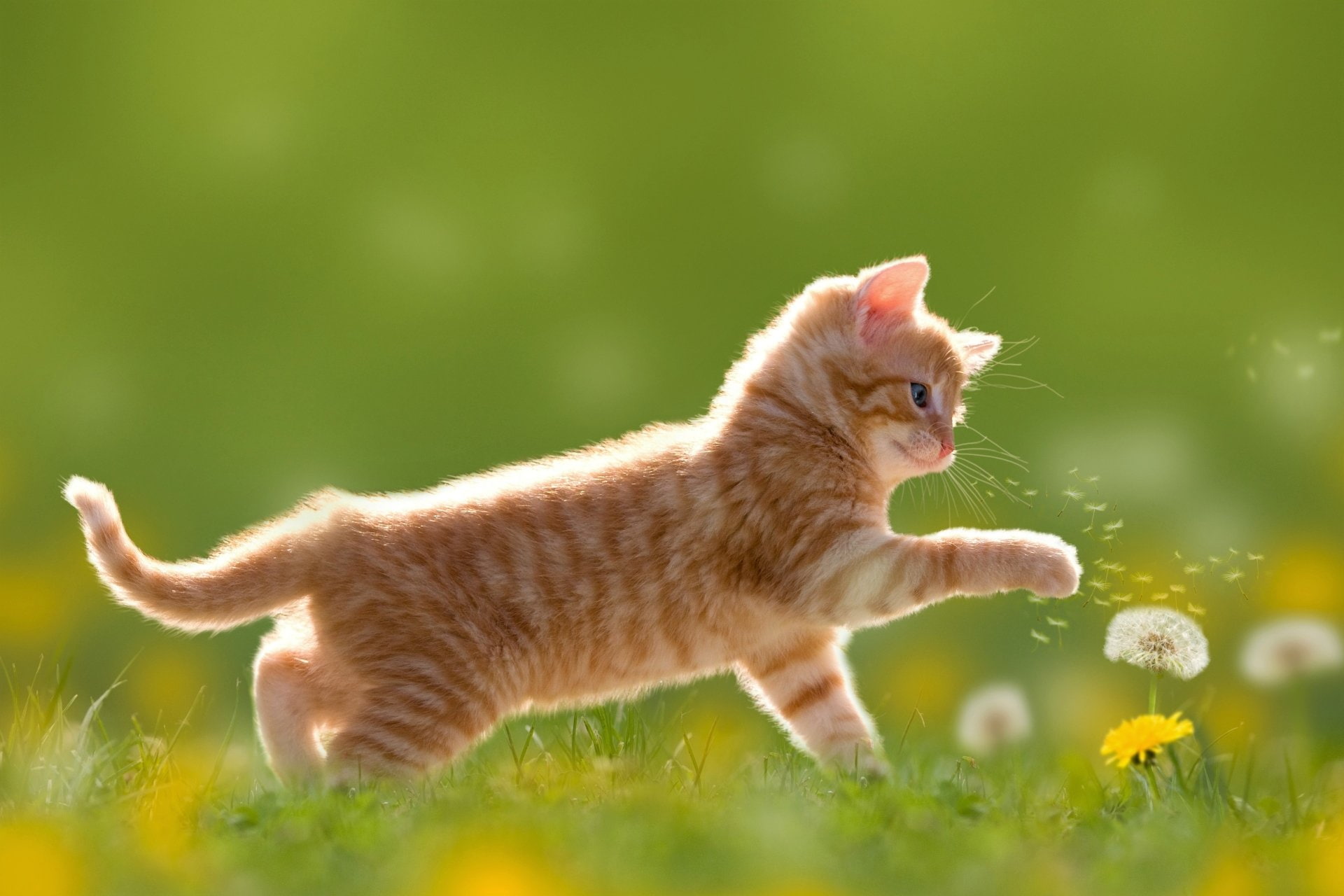 Field, Cat, Adorable, 1080P, Baby Animal, Animal, Cats, Dandelion, Cute, Kitten, Spring, HD Wallpaper