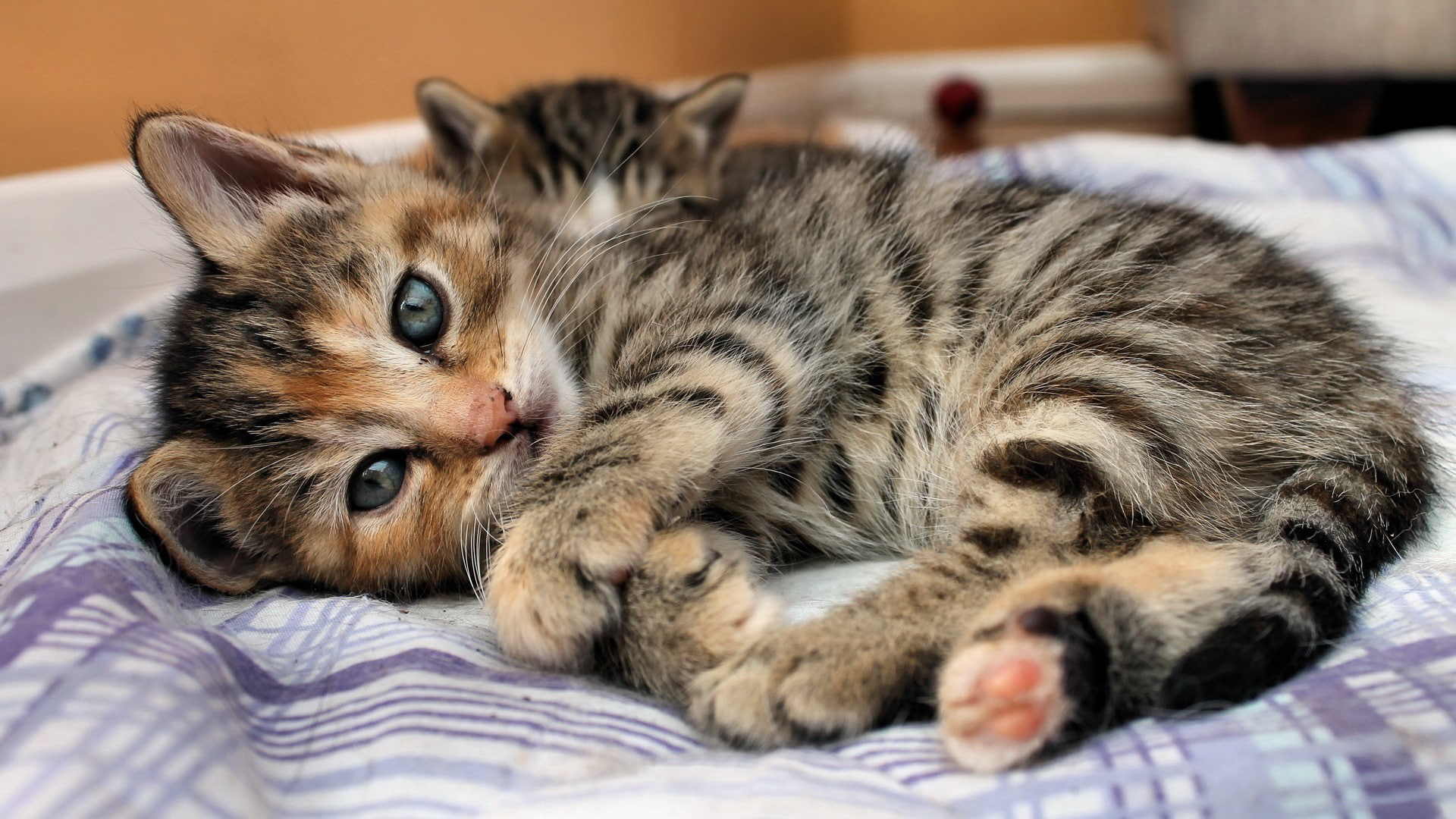 pov, Kittens, cute, eyes, cats, 1080P, face, babies, feline, HD Wallpaper