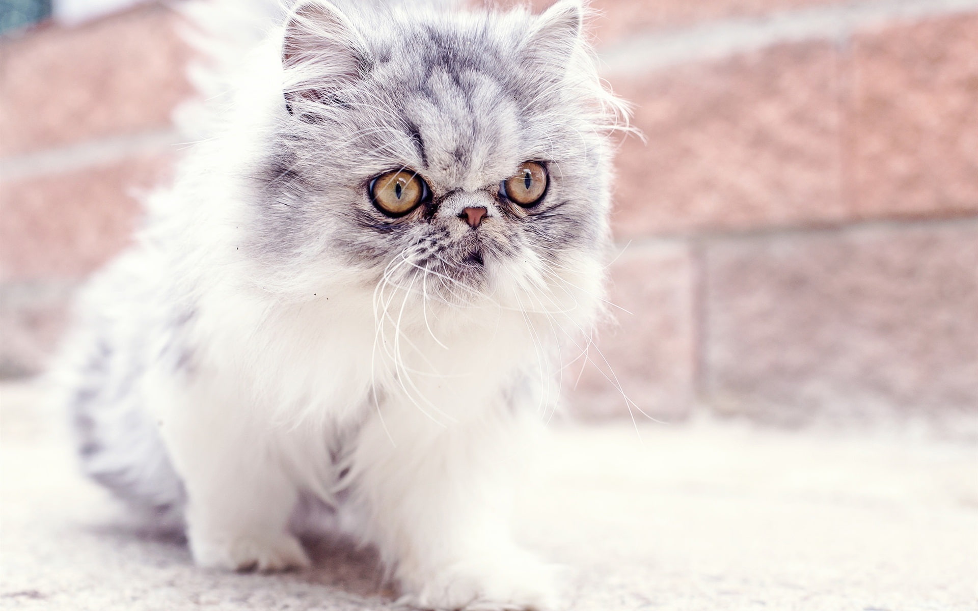Kitten, Baby, Eyes, 1080P, Furry, Cute, Look, HD Wallpaper