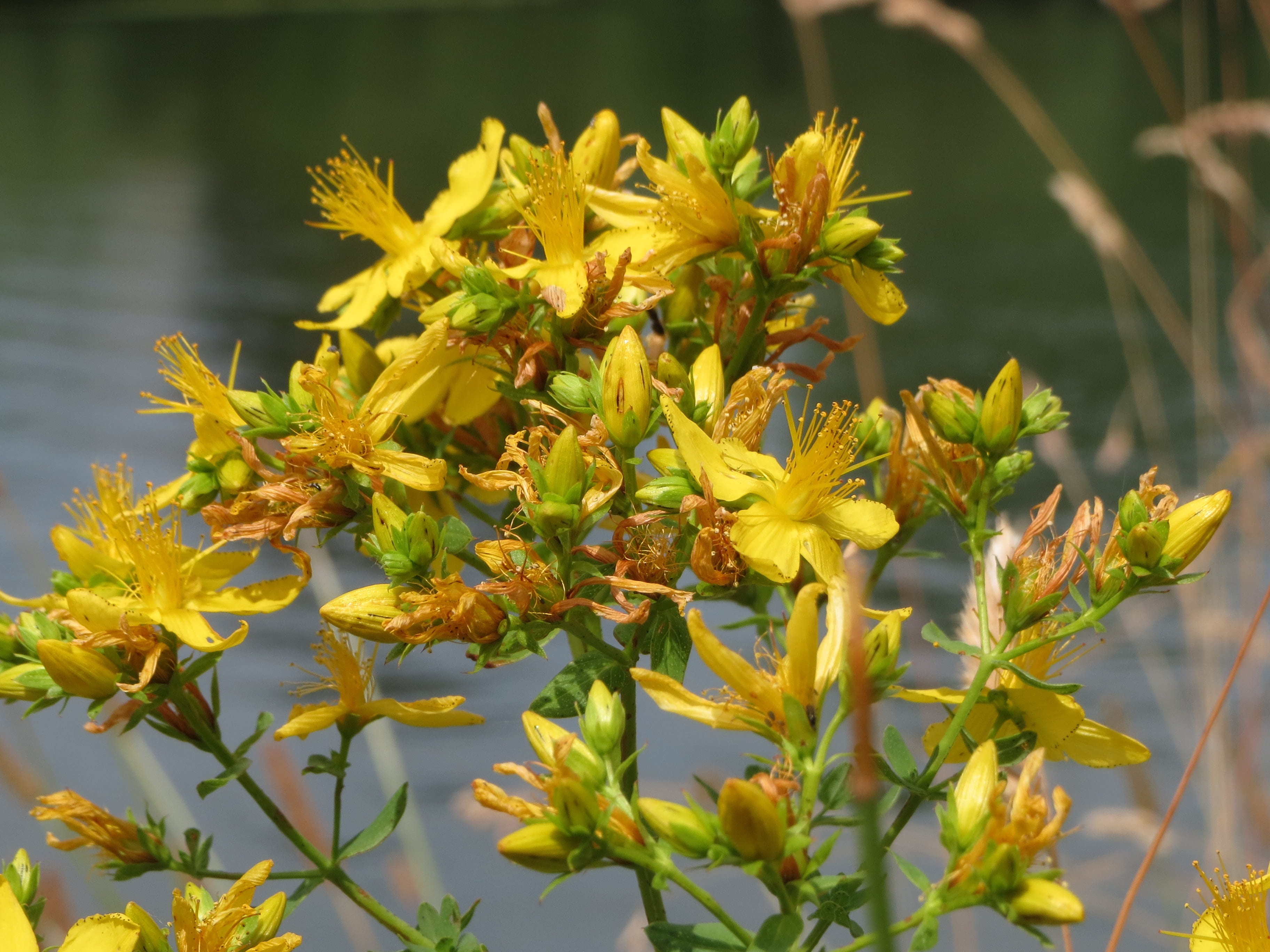 nature, freshness, growth, no people, plant part, wildflower, common saint johns wort, fragility, perforate st johns-wort, close-up, day, botany, leaf, HD Wallpaper