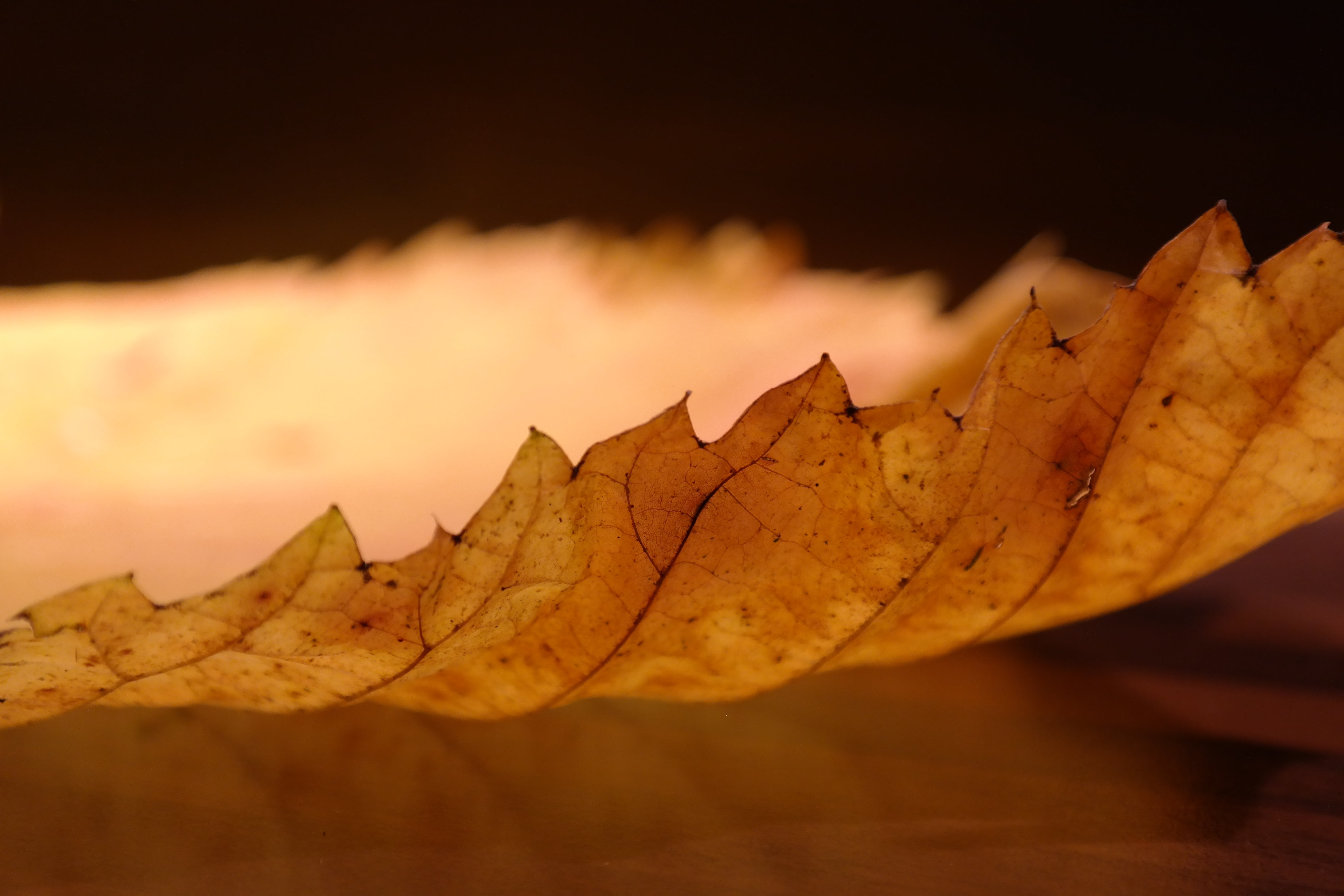 forest, nature, change, macro, elm leaves, dry, fall foliage, vulnerability, autumn, tree, maple leaf, perforation, elms, leaf, brown, plant part, backgrounds, HD Wallpaper