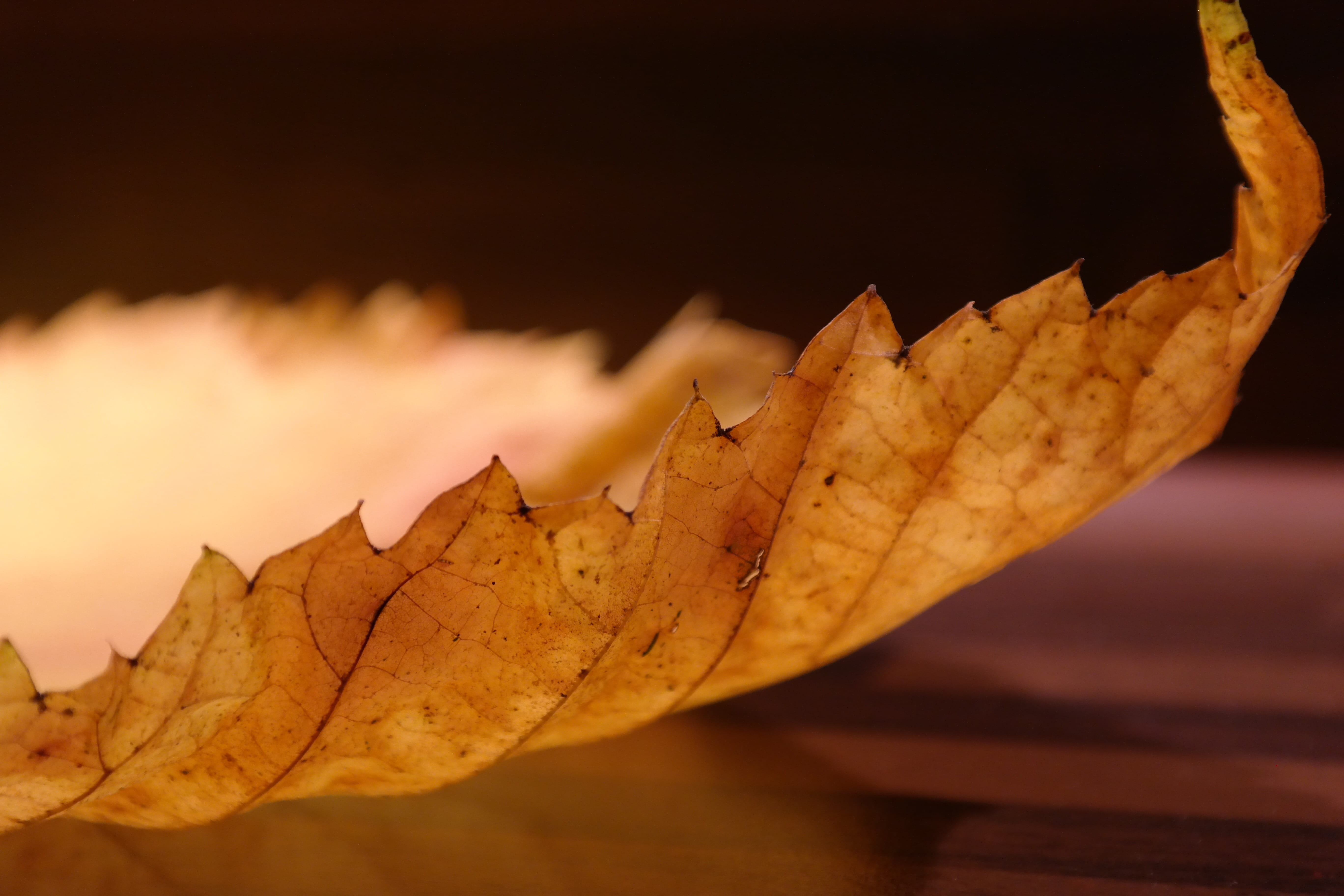 leaf vein, macro, elms, orange Color, fall foliage, forest, green, ulmus glabra, season, elm leaves, vulnerability, huge, backgrounds, plant, fragility, HD Wallpaper
