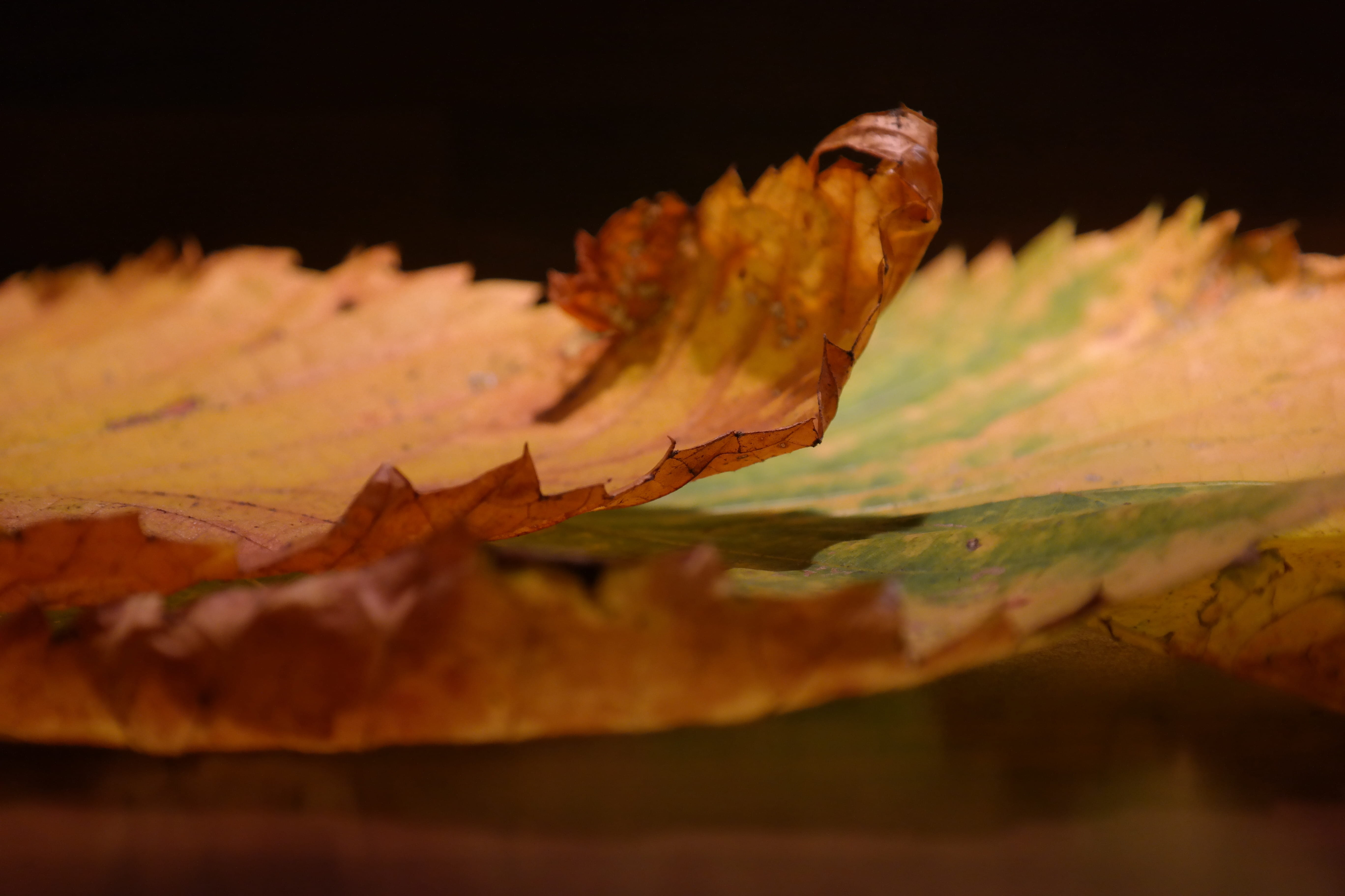 plant part, fall foliage, no people, nature, outdoors, elm family, dry, water, Perforation, ulmus glabra, beauty in nature, huge, mountain elm, vulnerability, HD Wallpaper