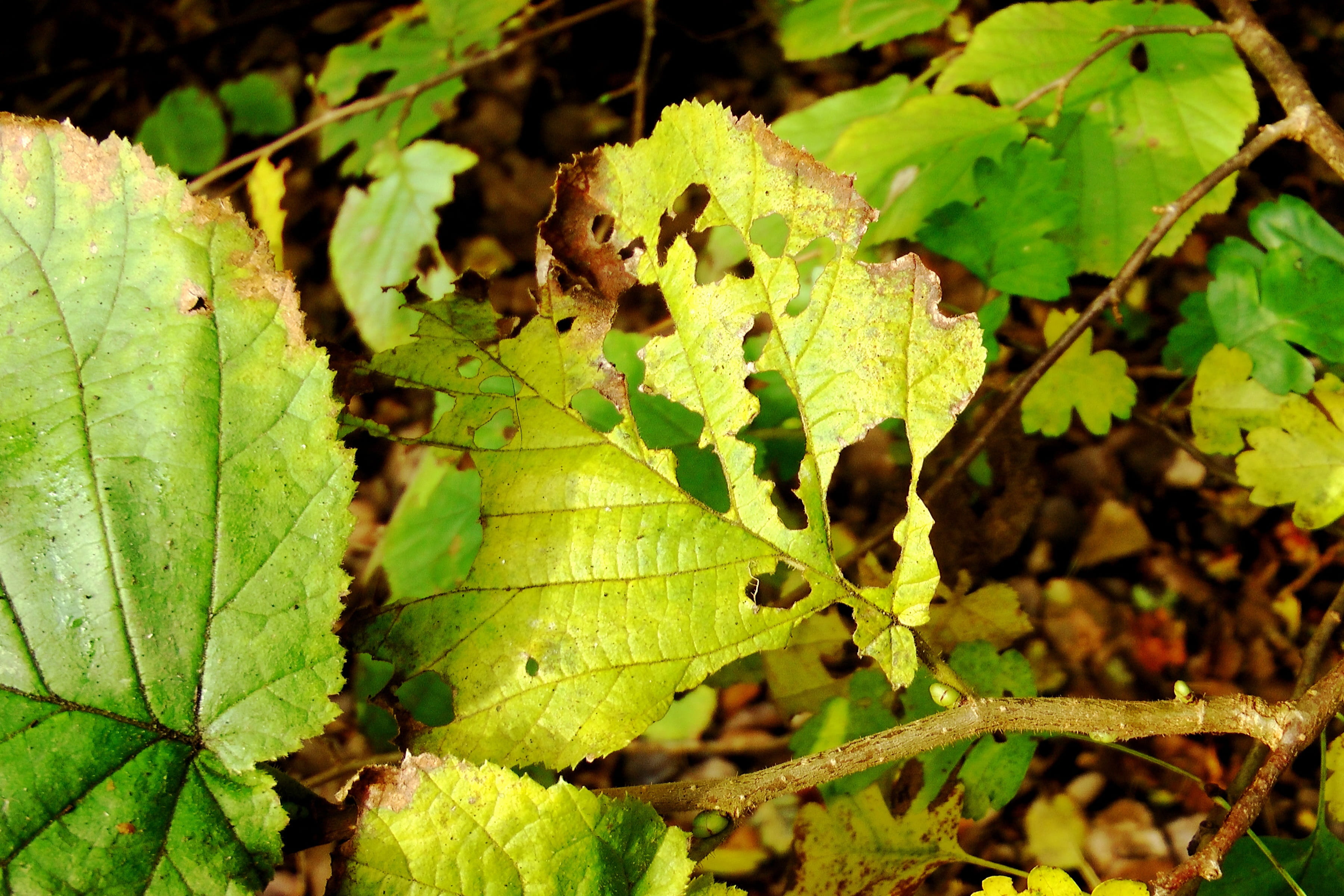 tree, green color, fall leaves, fruit, beauty in nature, focus on foreground, eaten on, leaves, no people, leaf vein, plant part, close-up, 2K, food, plant, HD Wallpaper