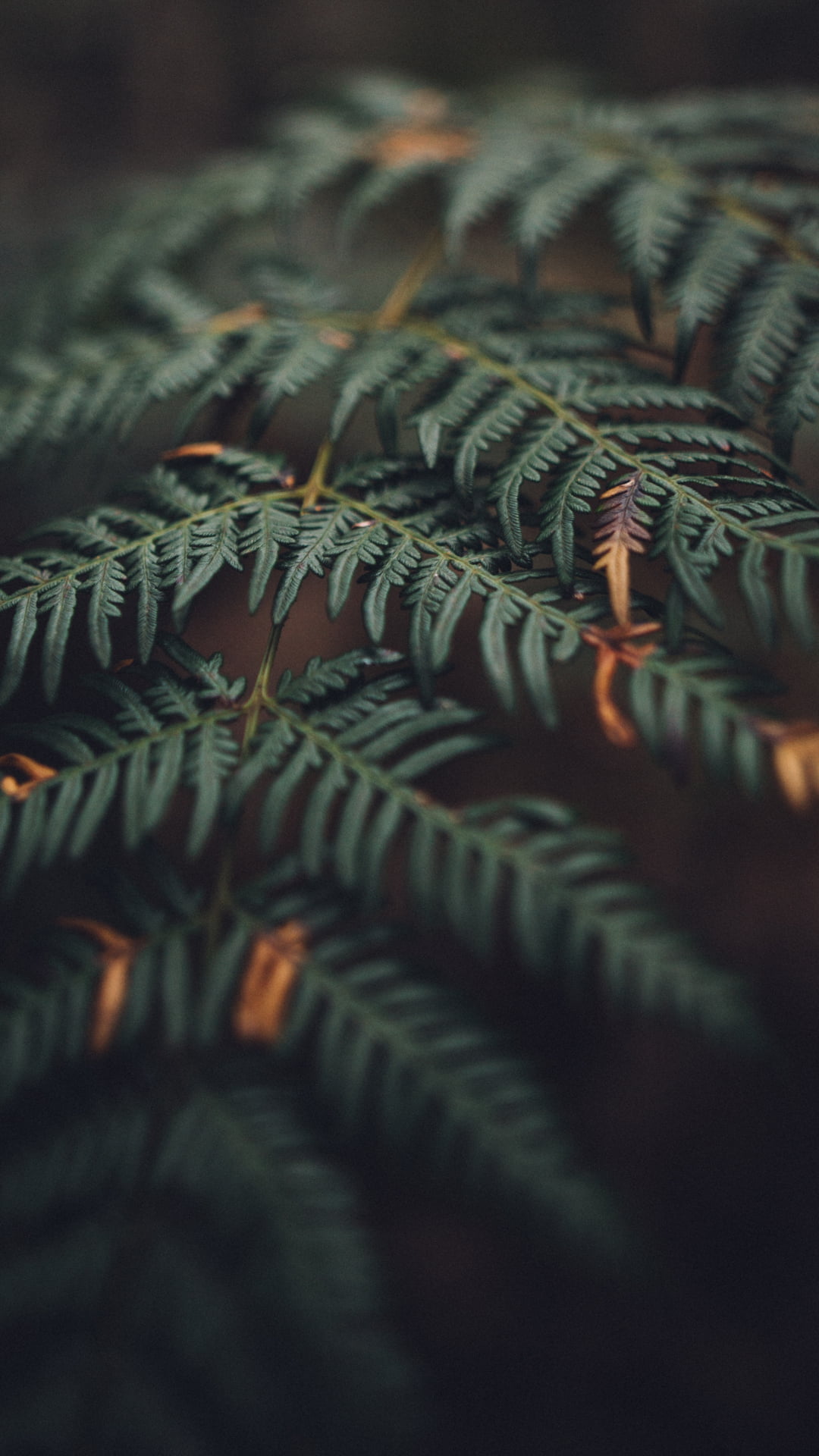 nature, phone, 1080P, leaves, Phone HD Wallpaper