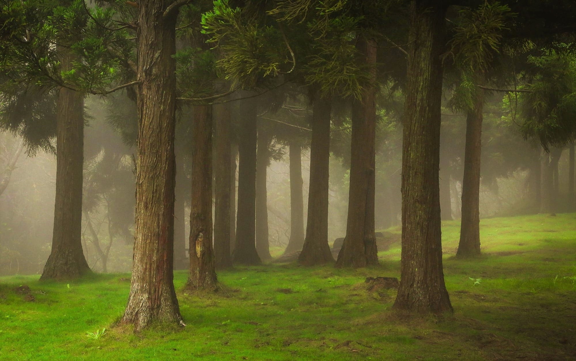 beauty in nature, decors, woodland, idyllic, wall, tree trunk, tree, grass, landscape, wooden, mist, no people, land, trunk, outdoors, plant, non-urban scene, HD Wallpaper