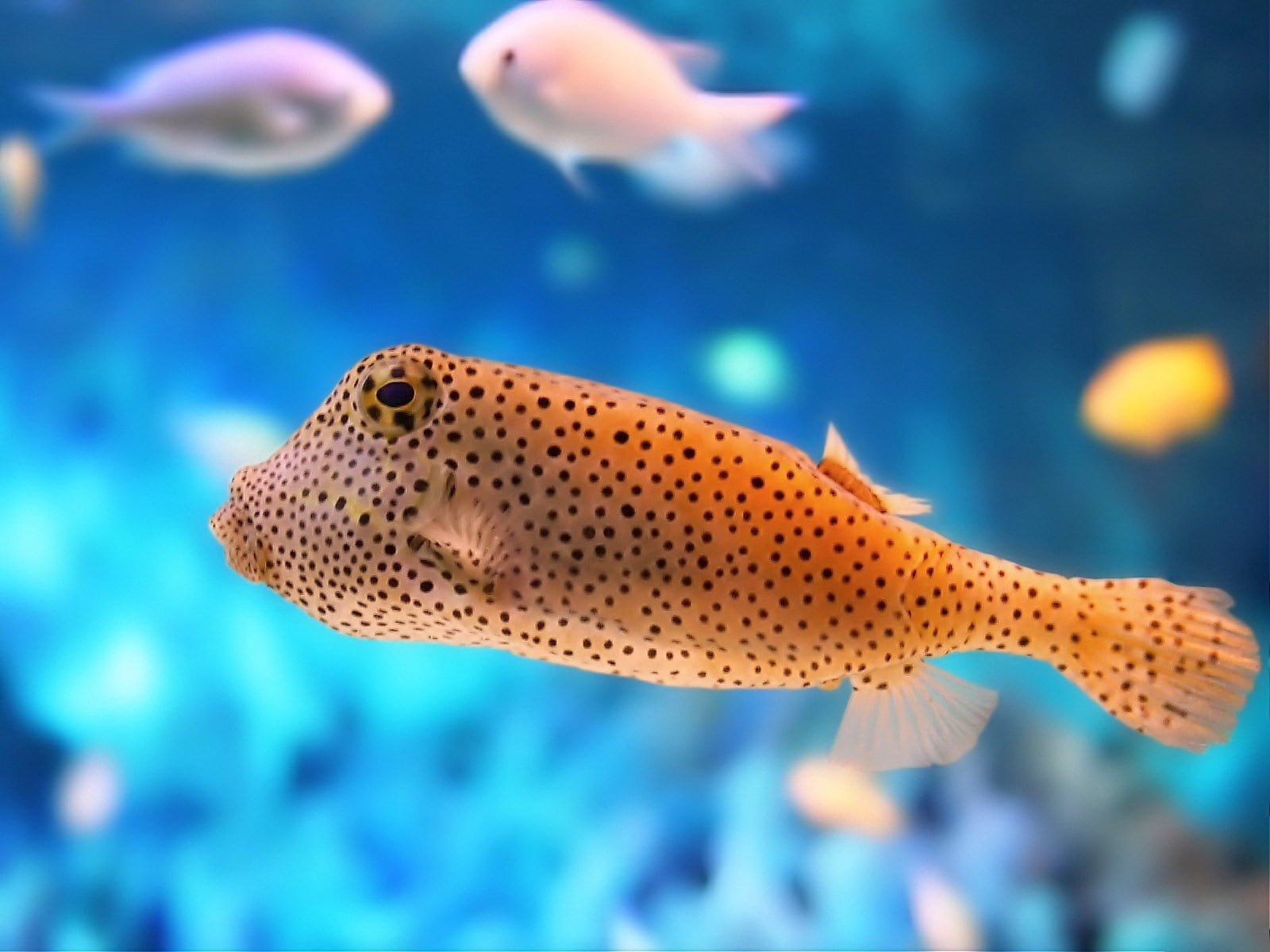 vertebrate, tank, pets, biology, fish, life, scuba Diving, saltwater Fish, no people, beauty In Nature, coral, wildlife, nature, swimming, reef, tropical Climate, HD Wallpaper