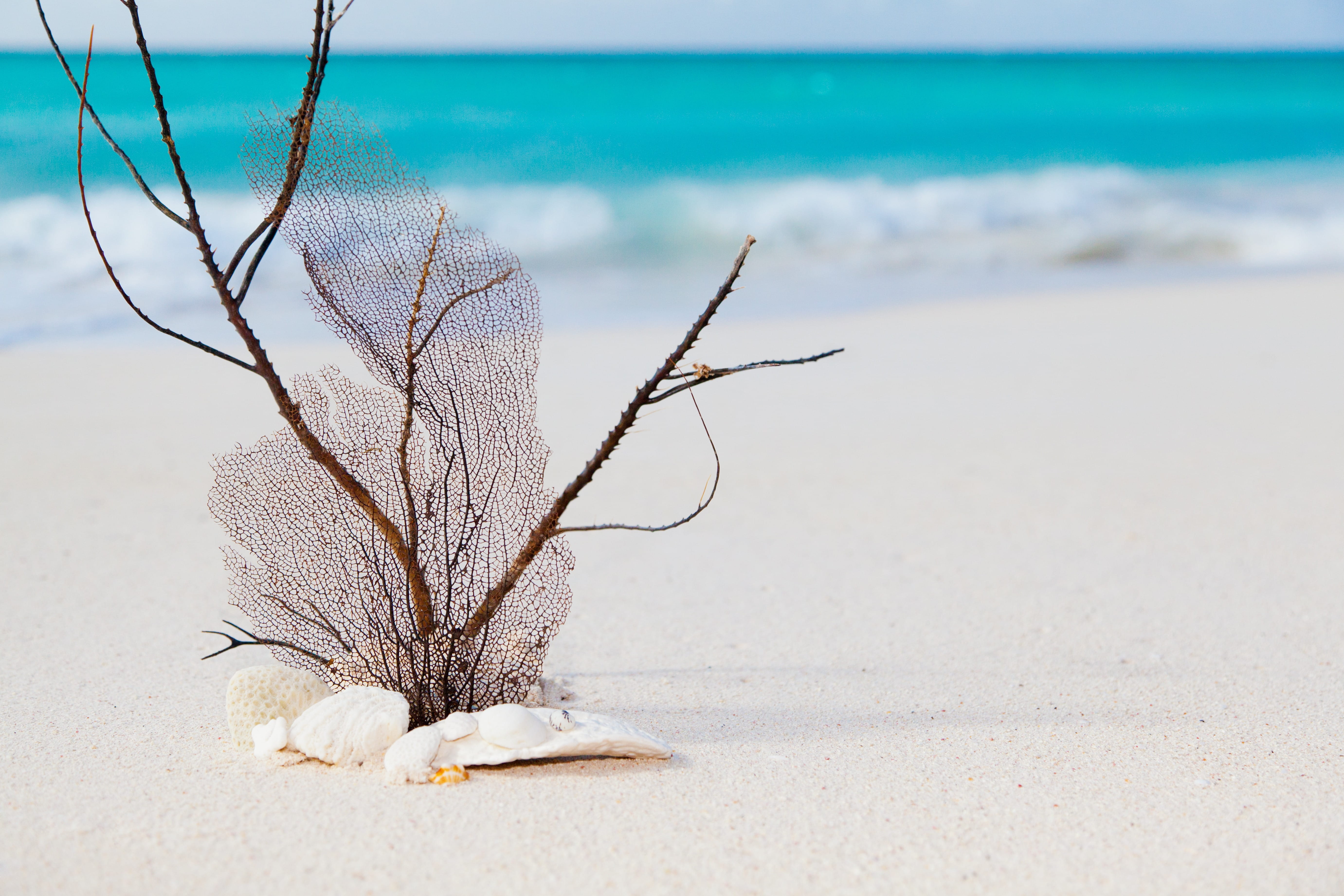 tranquility, relax, no People, daytime, twig, seashell, photography, blue, tree, concept, nature, beach, tropic, scenics - nature, coastline, sky, day, HD Wallpaper