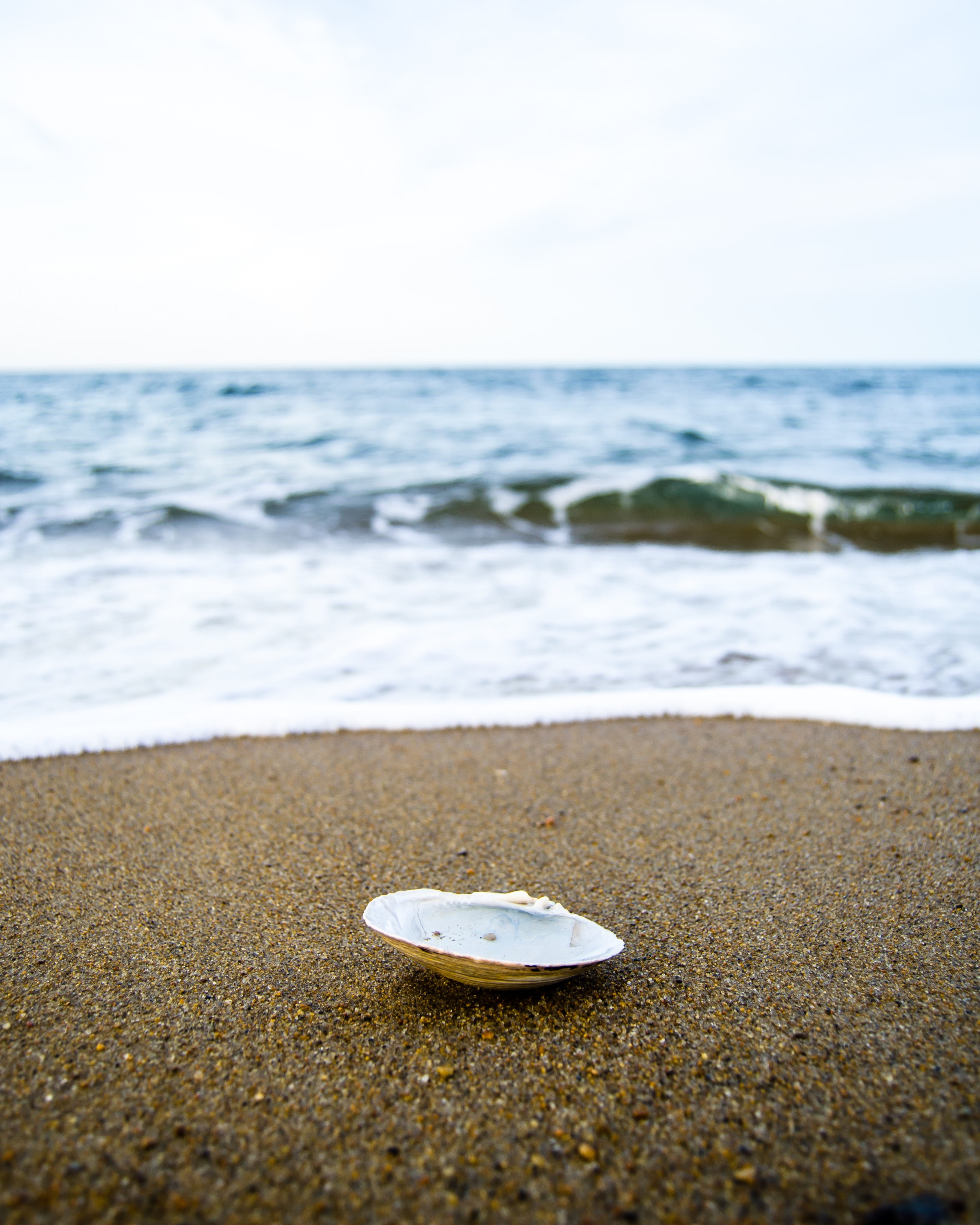 purple, clam, horizon over water, sea life, amesbury, day, beauty in nature, water, aquatic sport, united states, nature, beach, soil, 237 elm st, motion, Phone HD Wallpaper