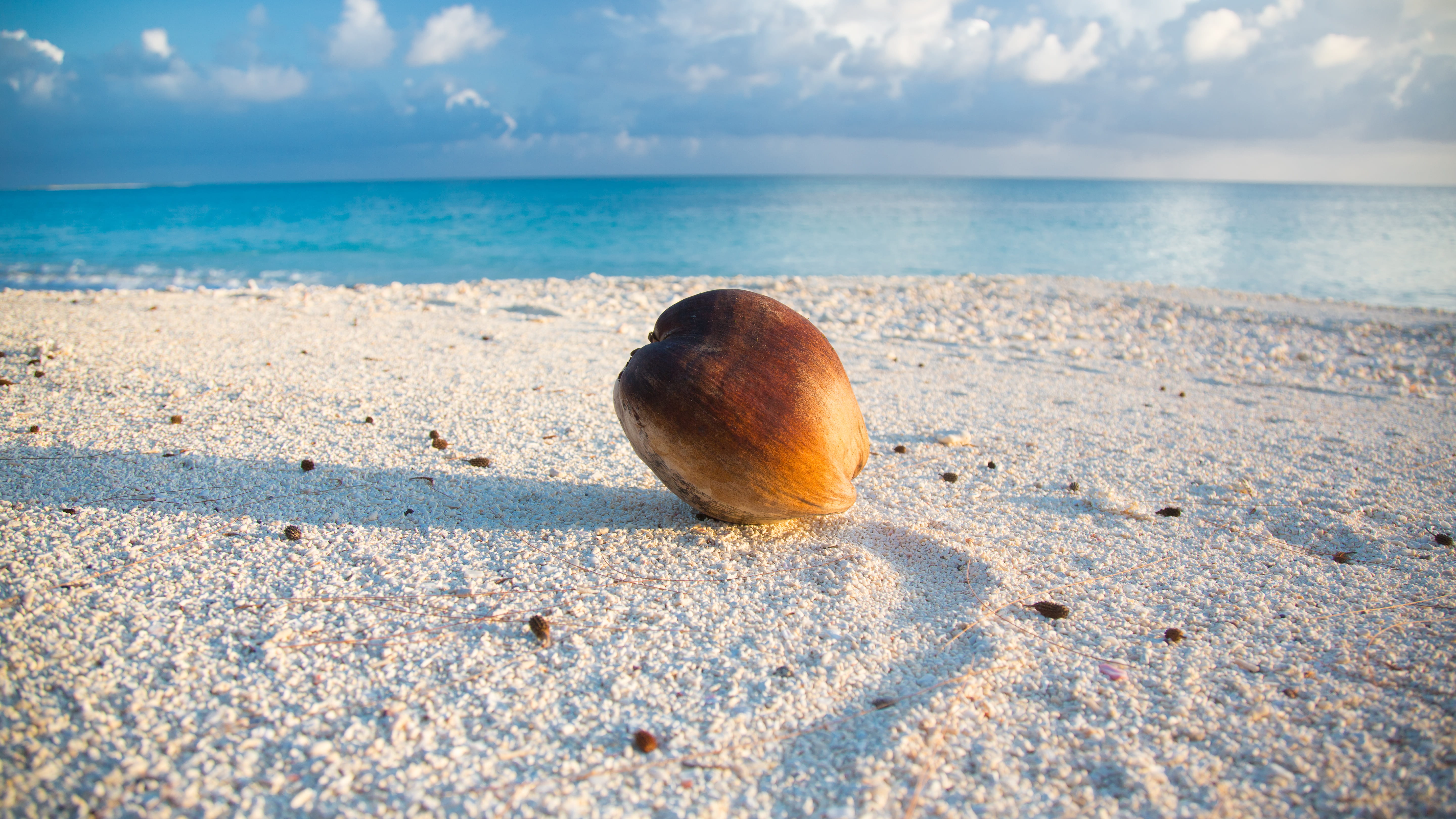 scenics - nature, idyllic, beach, white, photography, grain, coconut, brown, produce, plant, clam, nut, seashell, invertebrate, vegetable, sunlight, close, HD Wallpaper