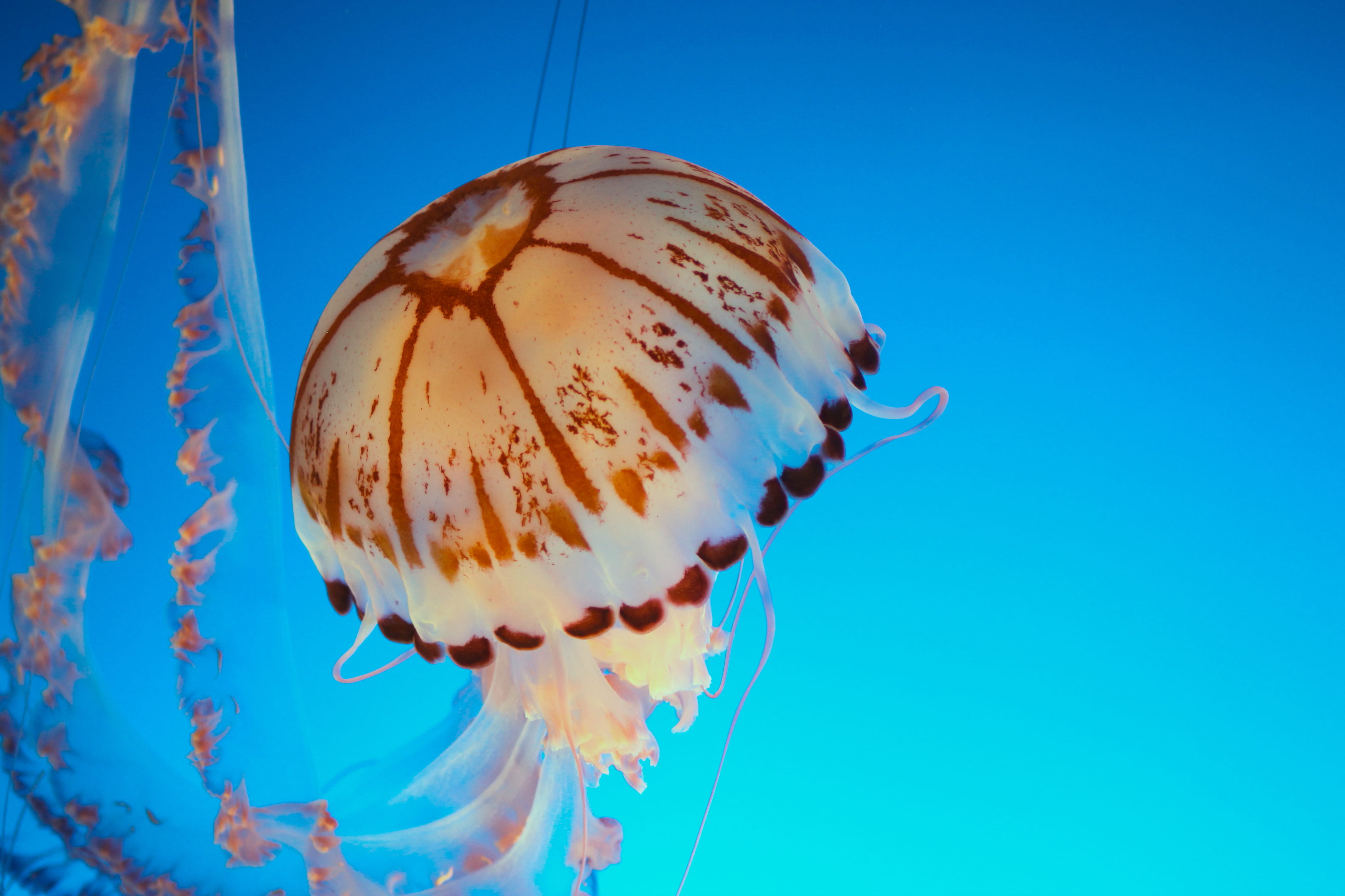 space, united states, nature, marine, brown, underwater, swim, one animal, abstract, 4K, food and drink, invertebrate, water, monterey, blue background, HD Wallpaper