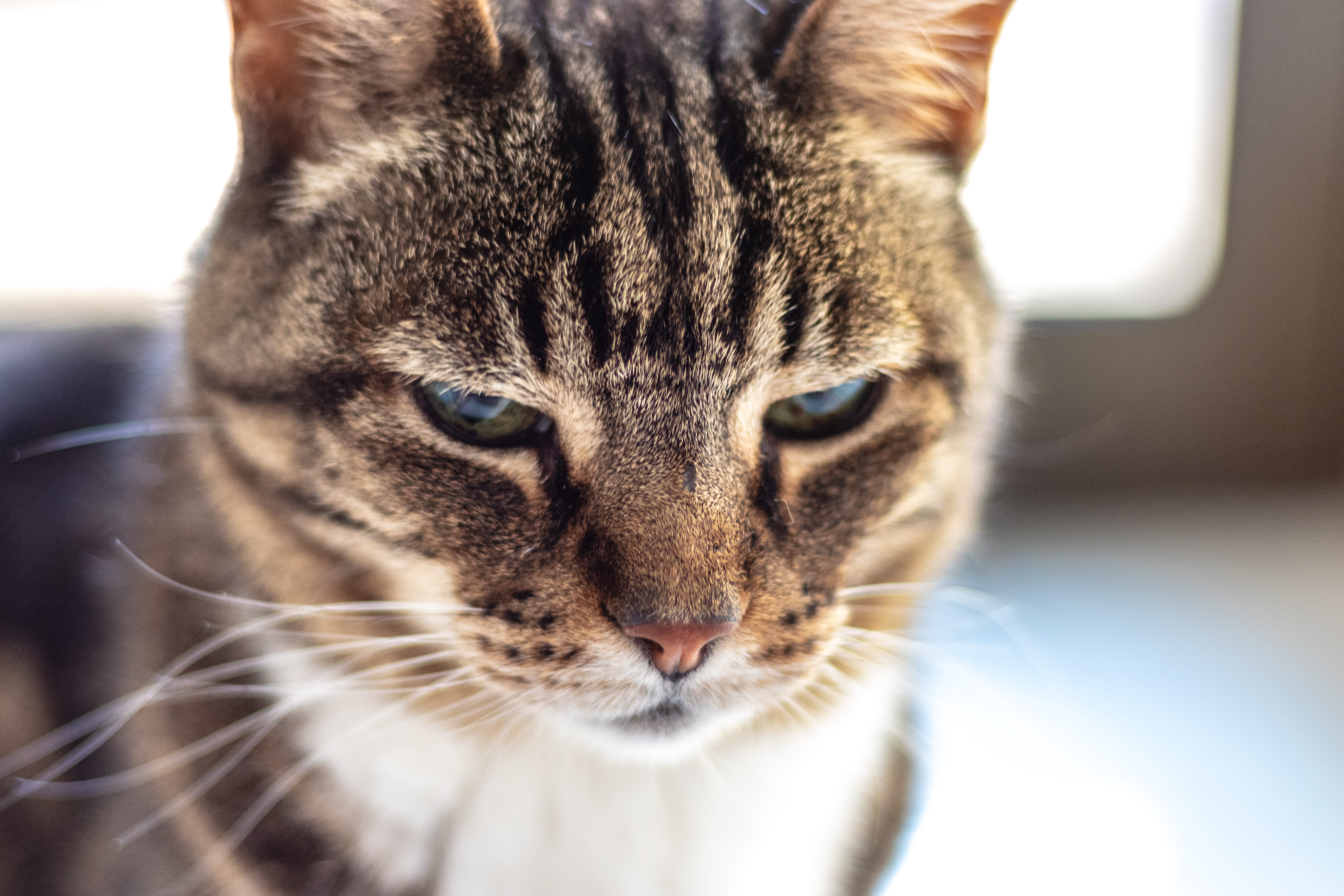 tabby, invertebrate, wildlife, beak, ocelot, looking at camera, pet, feline, focus on foreground, seashell, one animal, mammal, panther, manx, portrait, HD Wallpaper