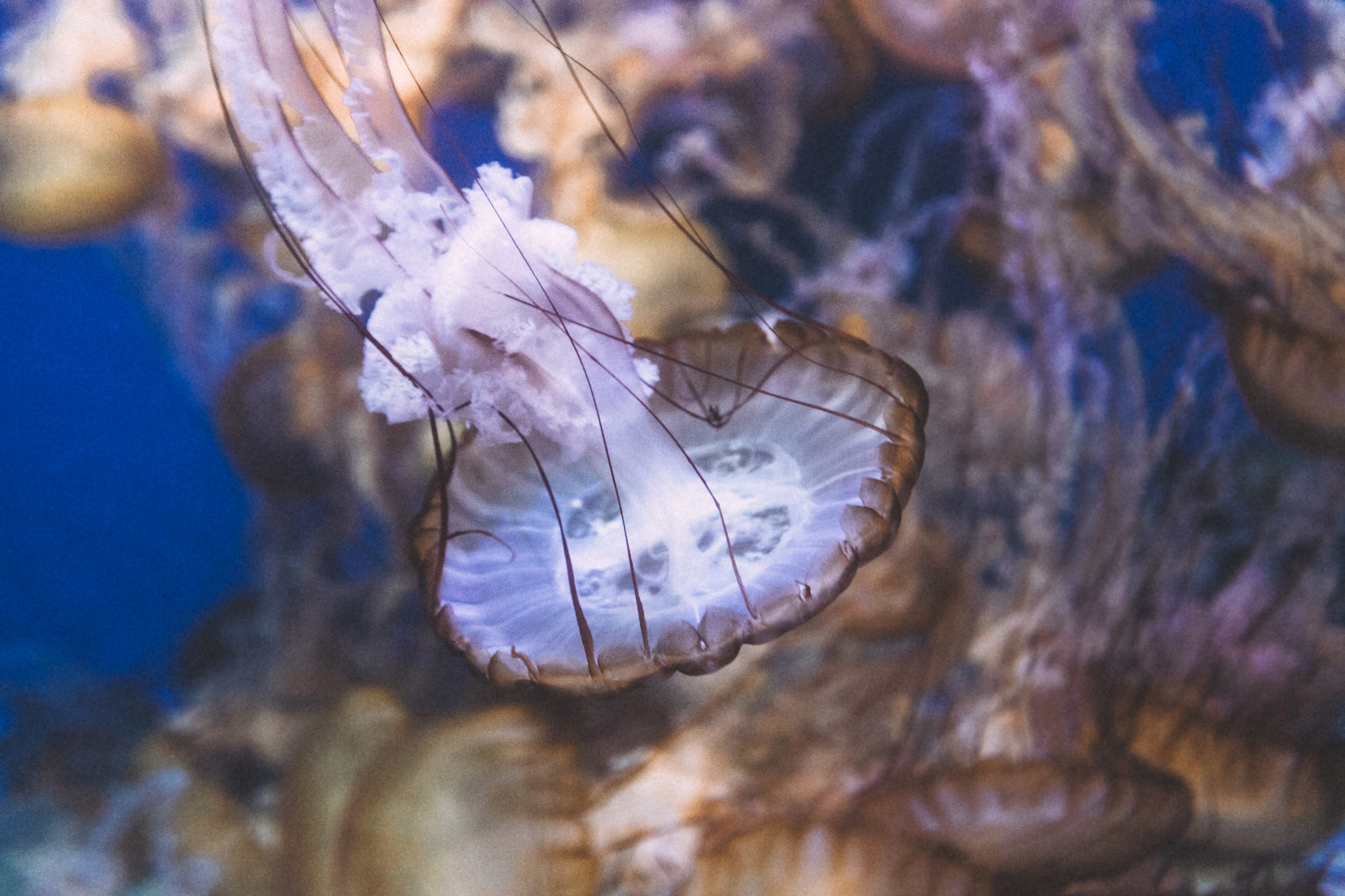 seahorse, nature, fish, iris, water, purple, animal, beauty in nature, sea, undersea, one animal, no people, animal wildlife, mammal, animals in captivity, HD Wallpaper