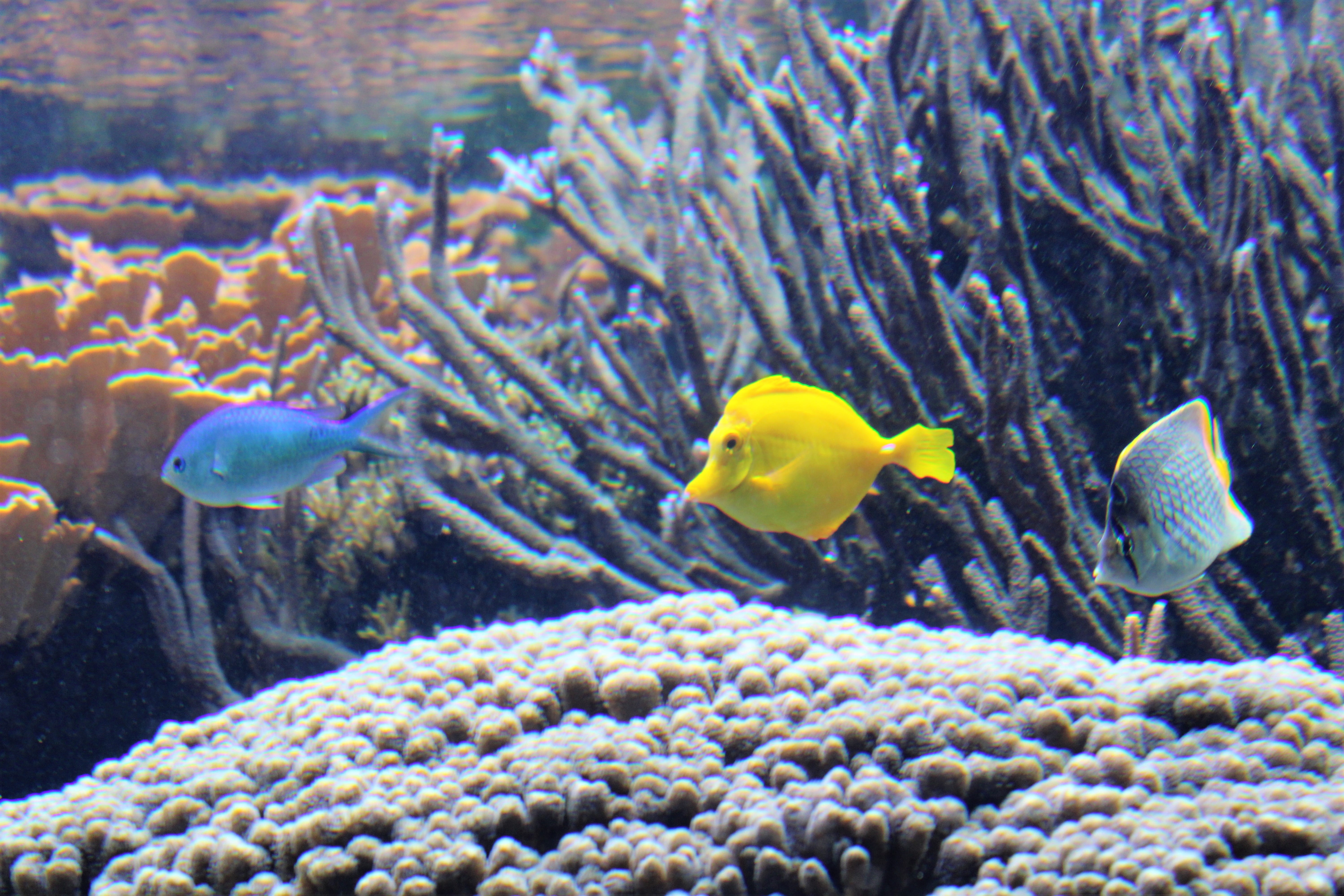 animals in the wild, nature, group of animals, animal wildlife, animal themes, vertebrate, sea life, invertebrate, ecosystem, school of fish, fish, sea, HD Wallpaper