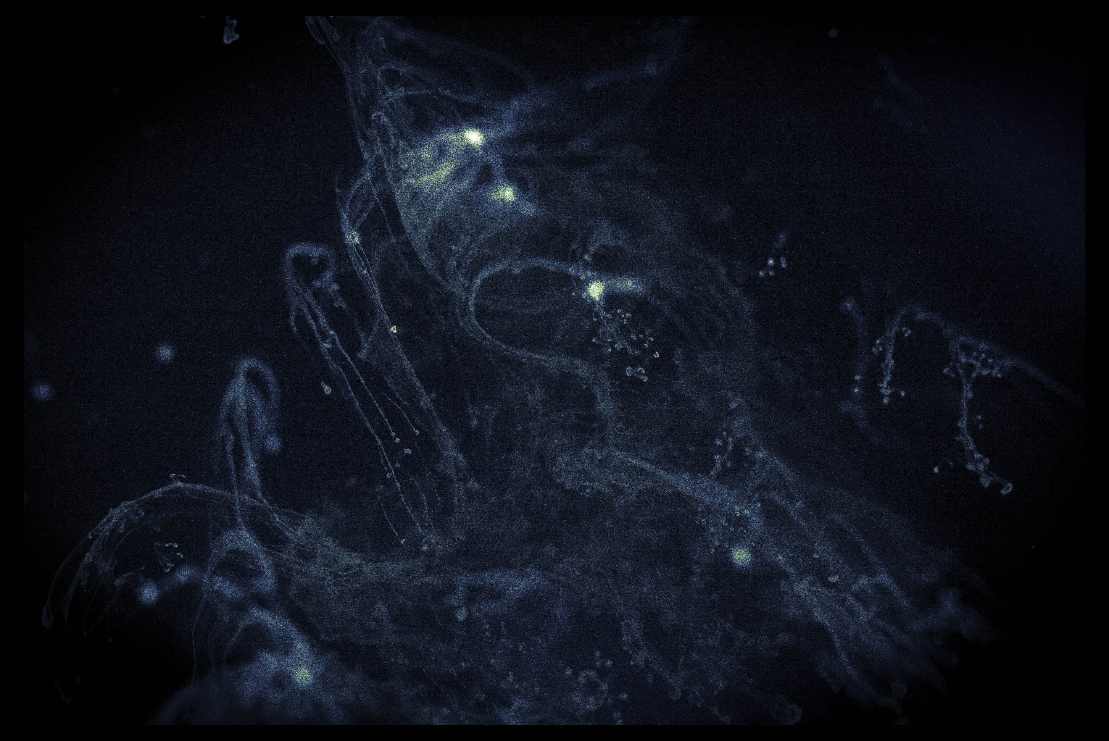 invertebrate, dark, manta ray, water, sea life, black color, background, dust, night, pattern, indoors, liquid, fractal, nebula, textures, underwater, close-up, HD Wallpaper