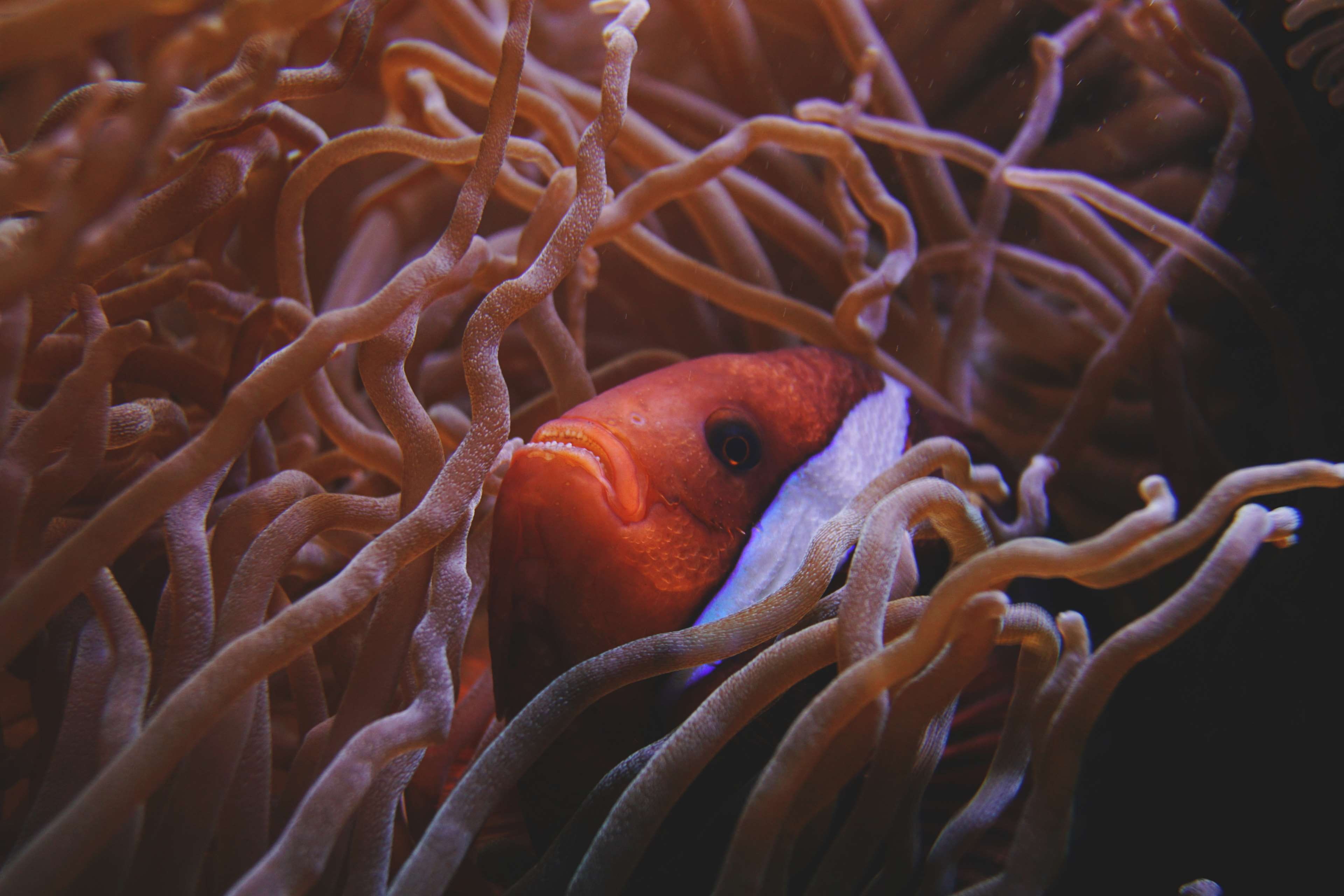 marine life, sea anemone, animal wildlife, clown fish, reef, sea, sea life, 4K, animal themes, nature, animal eye, invertebrate, colorful, underwater, HD Wallpaper