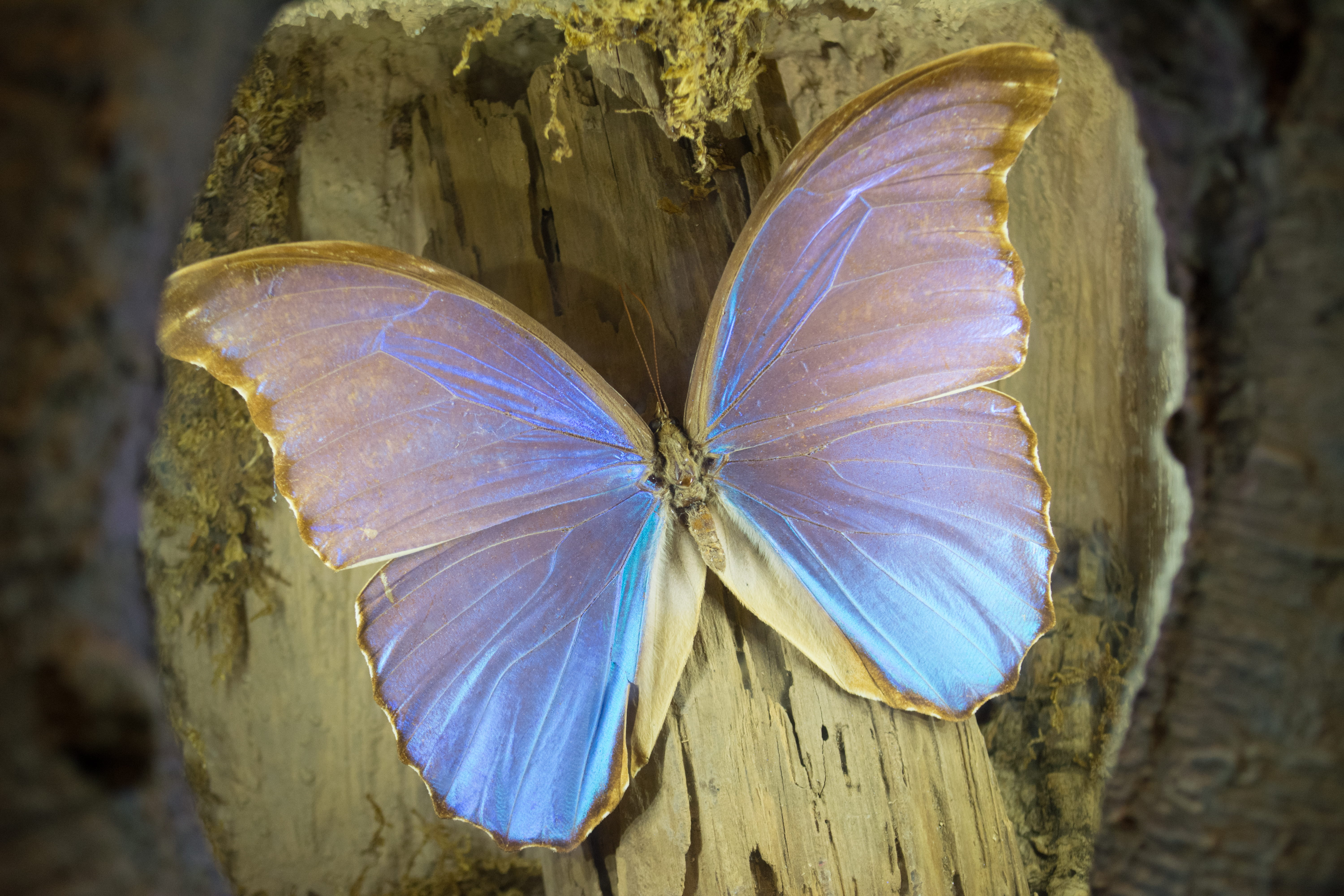 trunk, moth, nature, butterfly - insect, animal, outdoors, reptile, growth, insect, cricket insect, tree, close-up, no people, natural pattern, day, 5K, HD Wallpaper