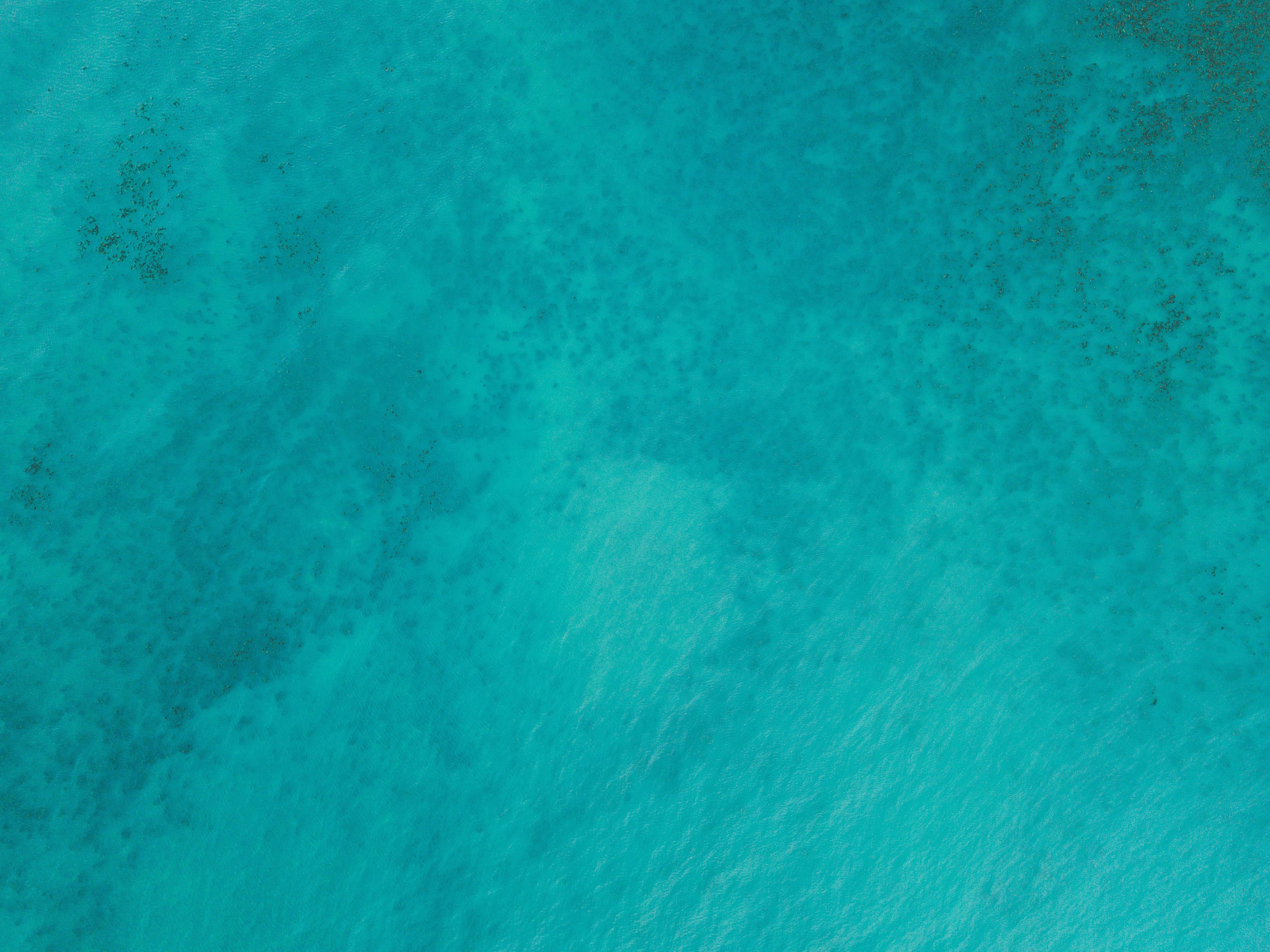 full frame, copy space, tranquility, luxury, diving, day, invertebrate, water, ocean, sea, texture, swimming pool, tranquil scene, swimming, abstract, diver, HD Wallpaper