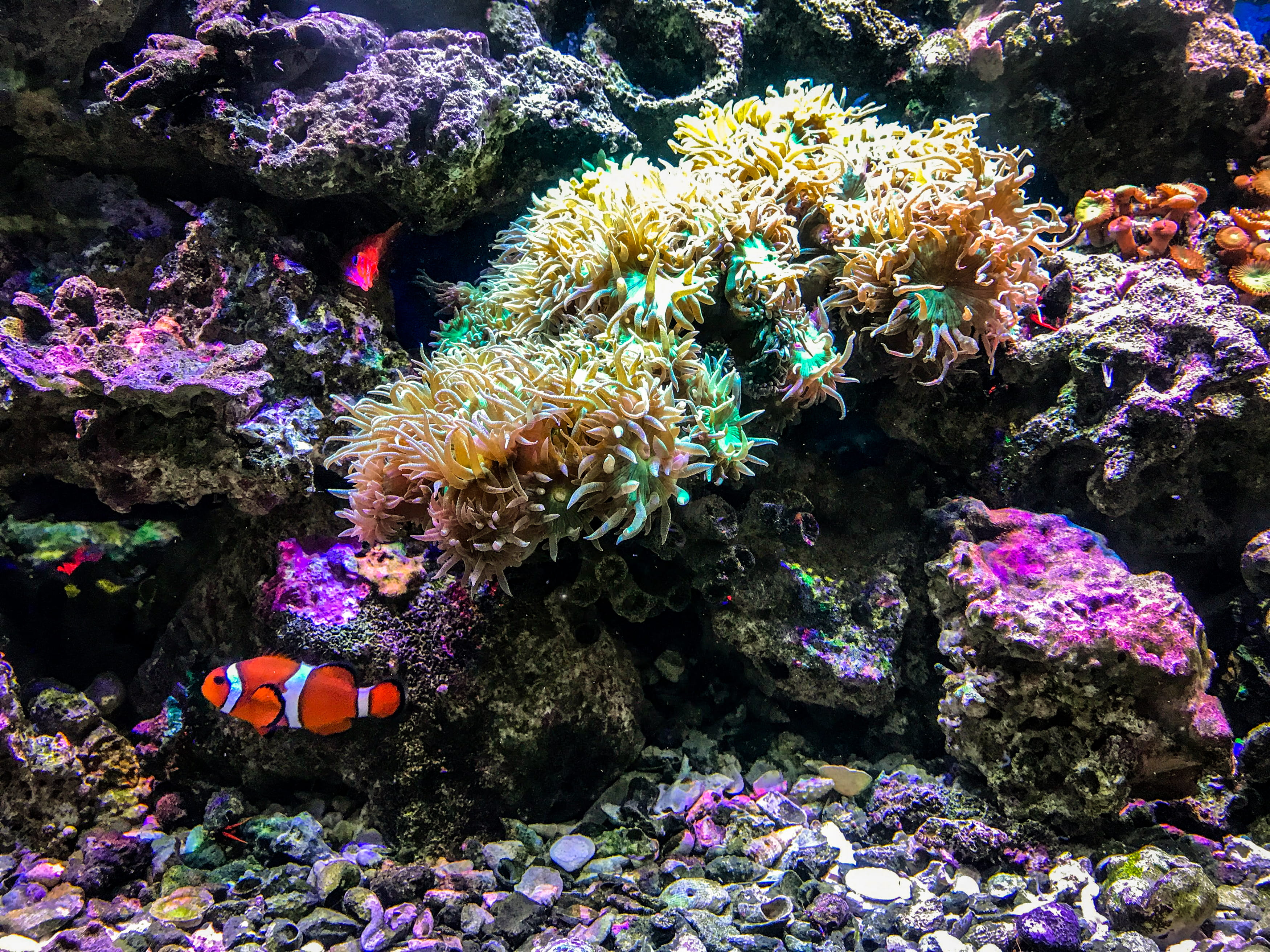 outdoors, reef, water, clown fish, fish, vertebrate, 2K, animal themes, tn, aquarium, animals in the wild, sea, invertebrate, amphiprion, underwater, animal wildlife, HD Wallpaper