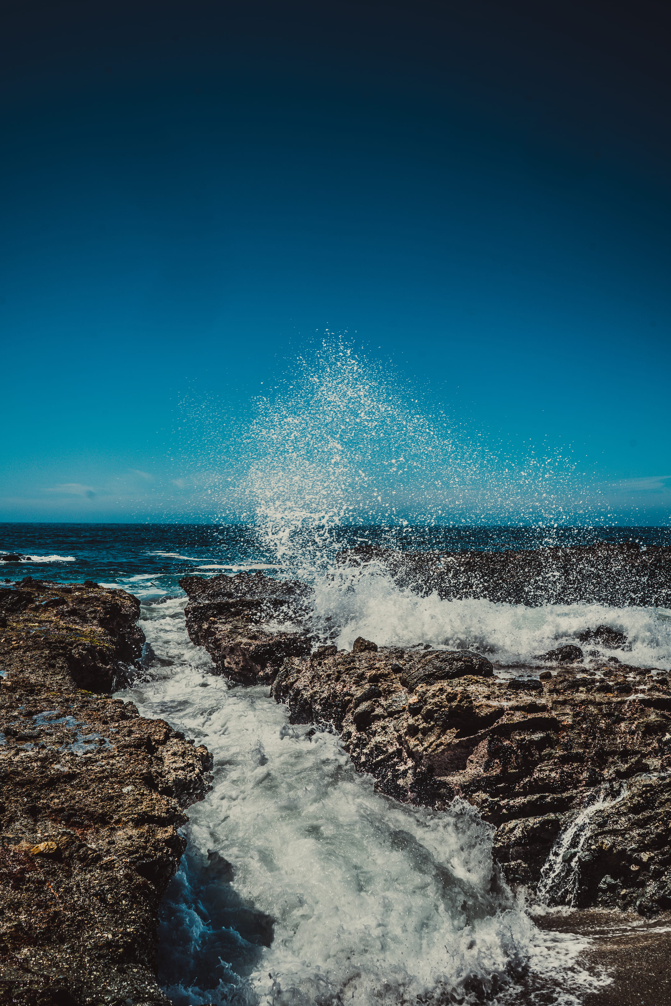 aquatic sport, beauty in nature, animal, motion, power, land, algae, waves, shoreline, laguna beach, horizon over water, sea life, power in nature, nature, Phone HD Wallpaper