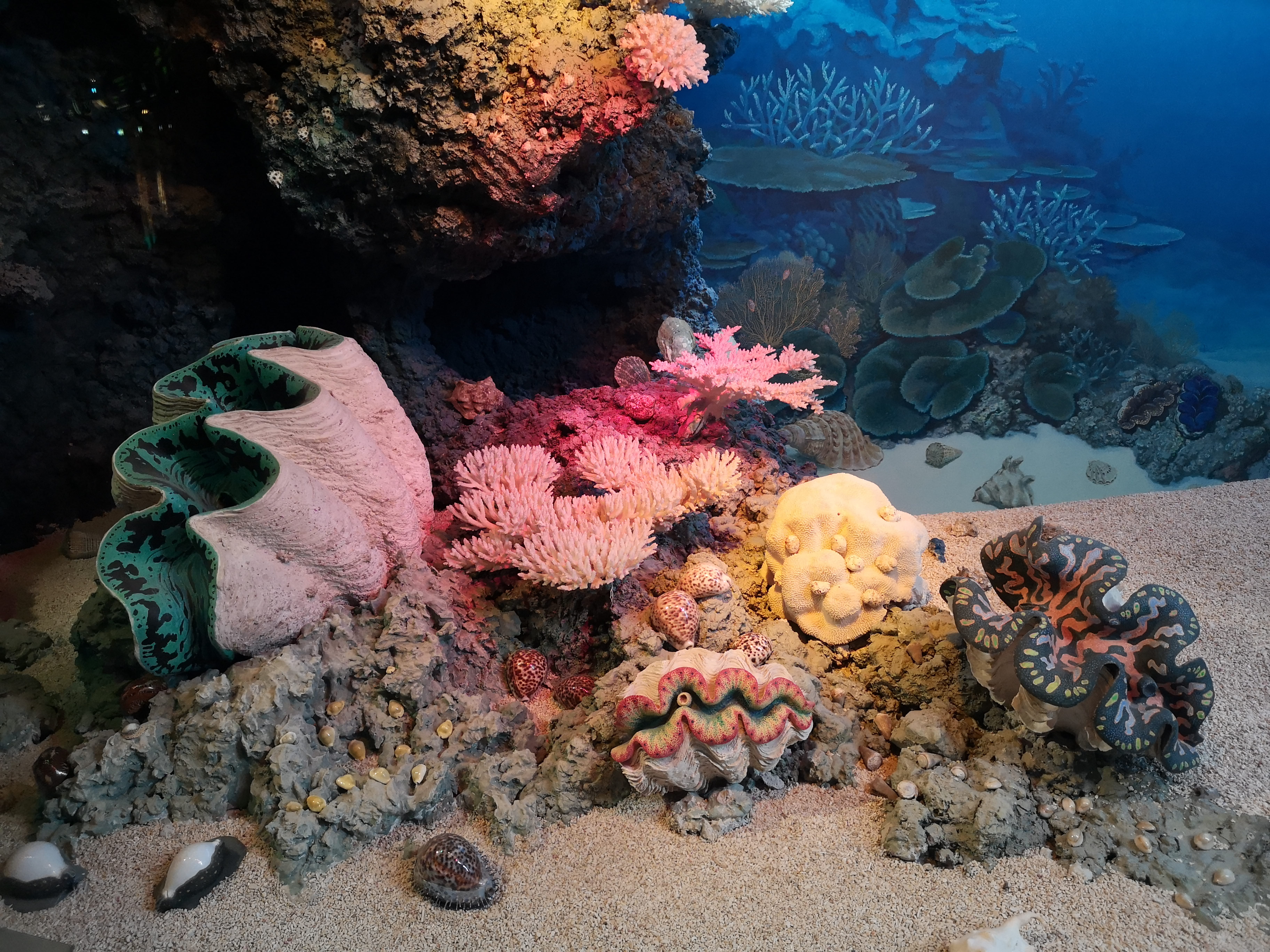 klaipėda, coral, seashells, solid, color, photography, marine, coral reef, smiltynės g. 15, sea life, invertebrate, fish, aqua, sponge animal, animal wildlife, HD Wallpaper