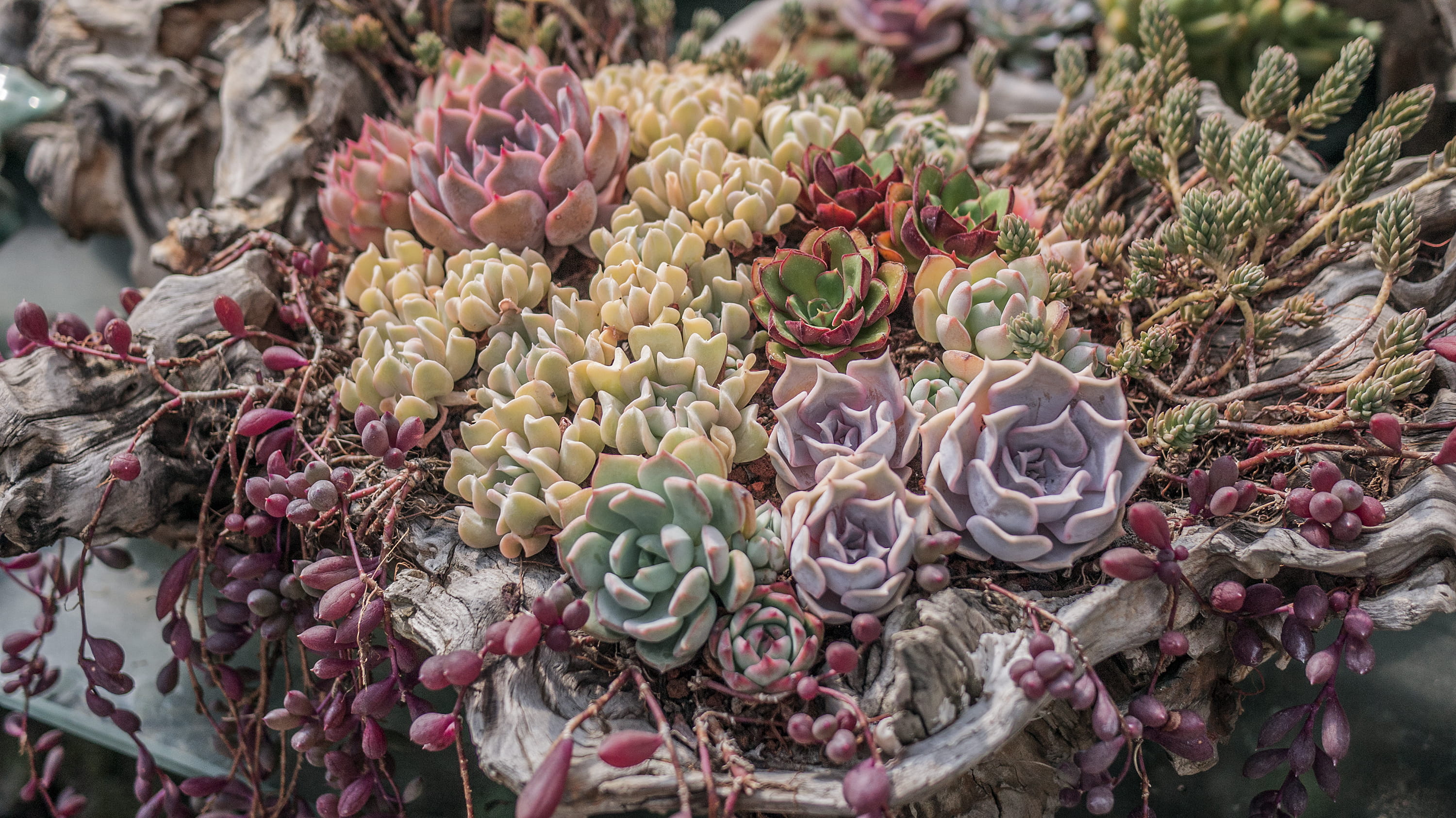 bird, retail display, selective focus, close-up, sea, coral reef, for sale, succulent plant, nature, abundance, food and drink, reef, home decor, flower, HD Wallpaper