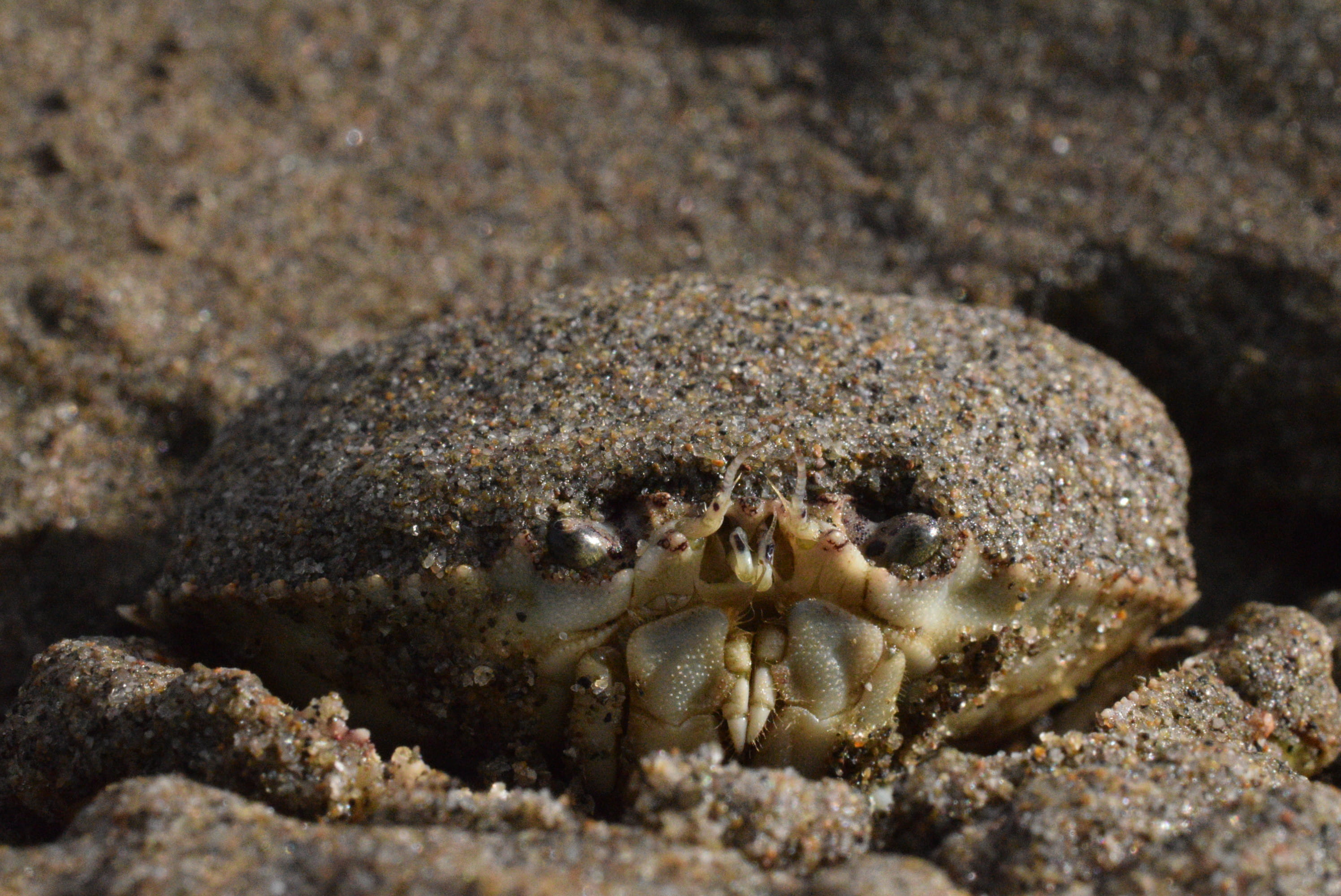 close-up, animals in the wild, sea anemone, food, no people, animal, insect, one animal, lizard, underwater, king crab, little crab, outdoors, nature, eturary, HD Wallpaper