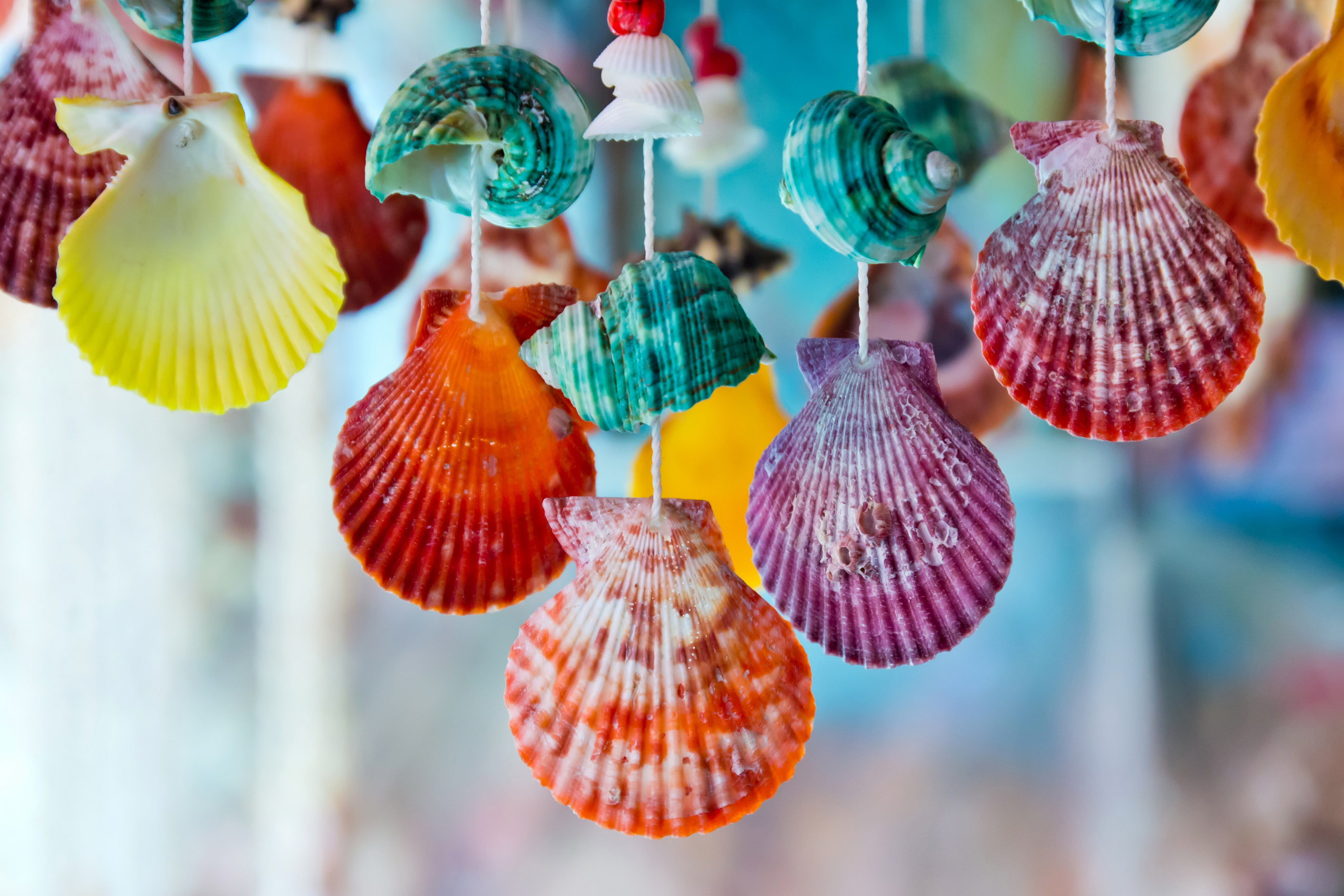 marine, shell, colorful, 4K, seashells, HD Wallpaper
