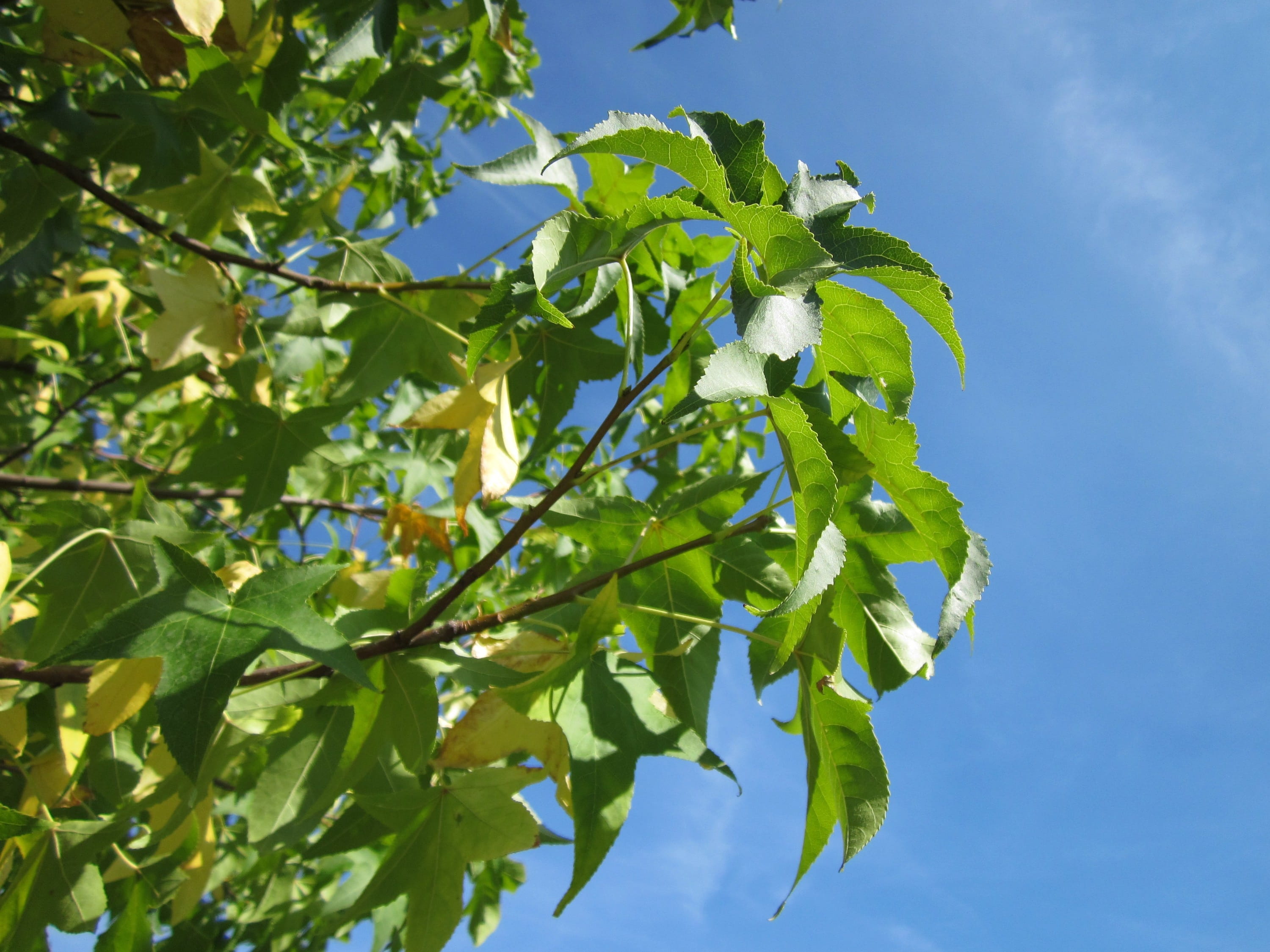 plant, leaf, sunlight, no people, beauty in nature, growth, freshness, food, blue, Red Gum, food and drink, nature, satin-walnut, botany, close-up, green color, HD Wallpaper