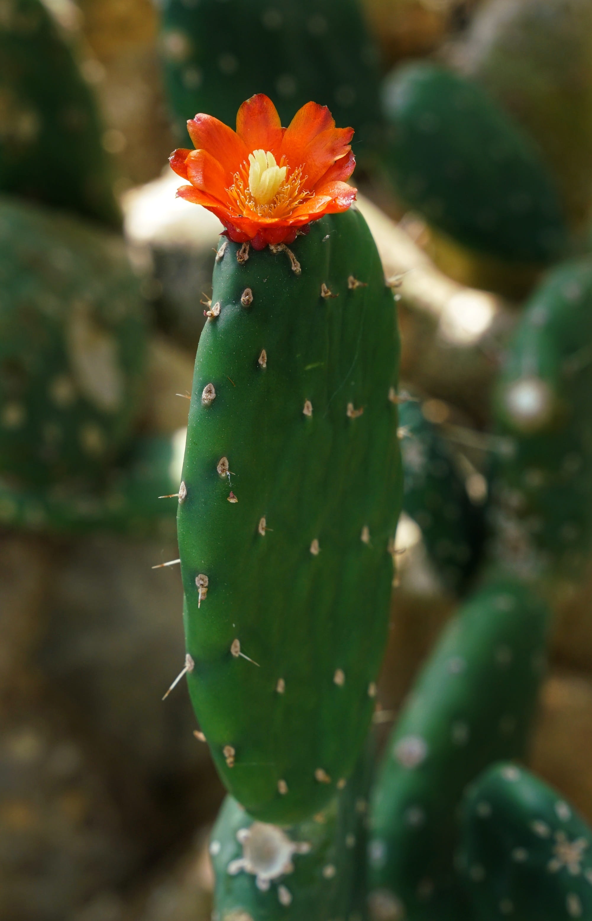 focus on foreground, orange color, outdoors, garden, sharp, desert, growth, green color, 2K, spike, fragility, close-up, red, flora, freshness, nature, Phone HD Wallpaper