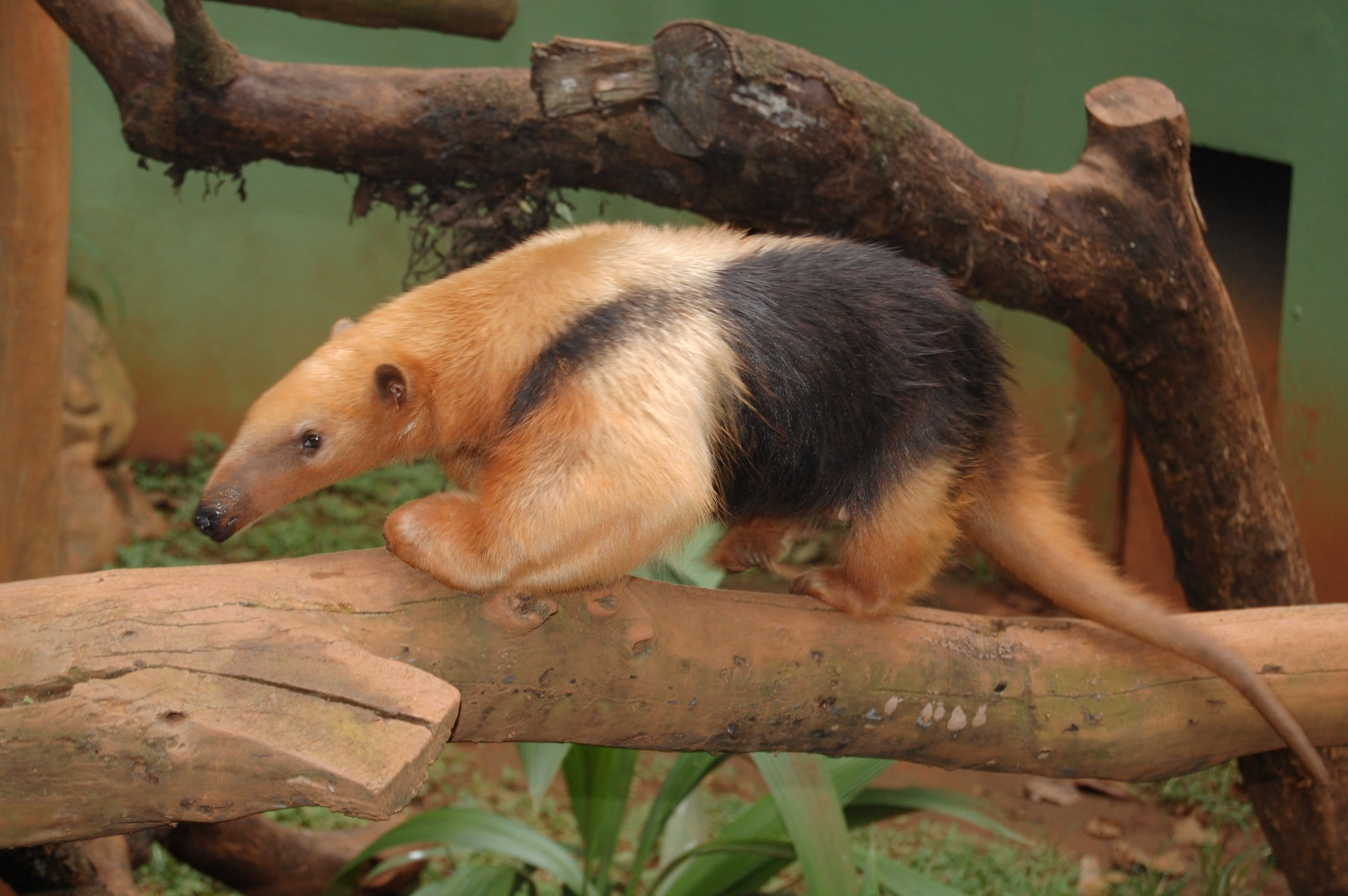 zoo, no people, trunk, Anteater, Animal, mammal, Fauna, mirim, day, animals in the wild, Brazil, tree trunk, eater termites, domestic animals, 2K, herbivorous, HD Wallpaper