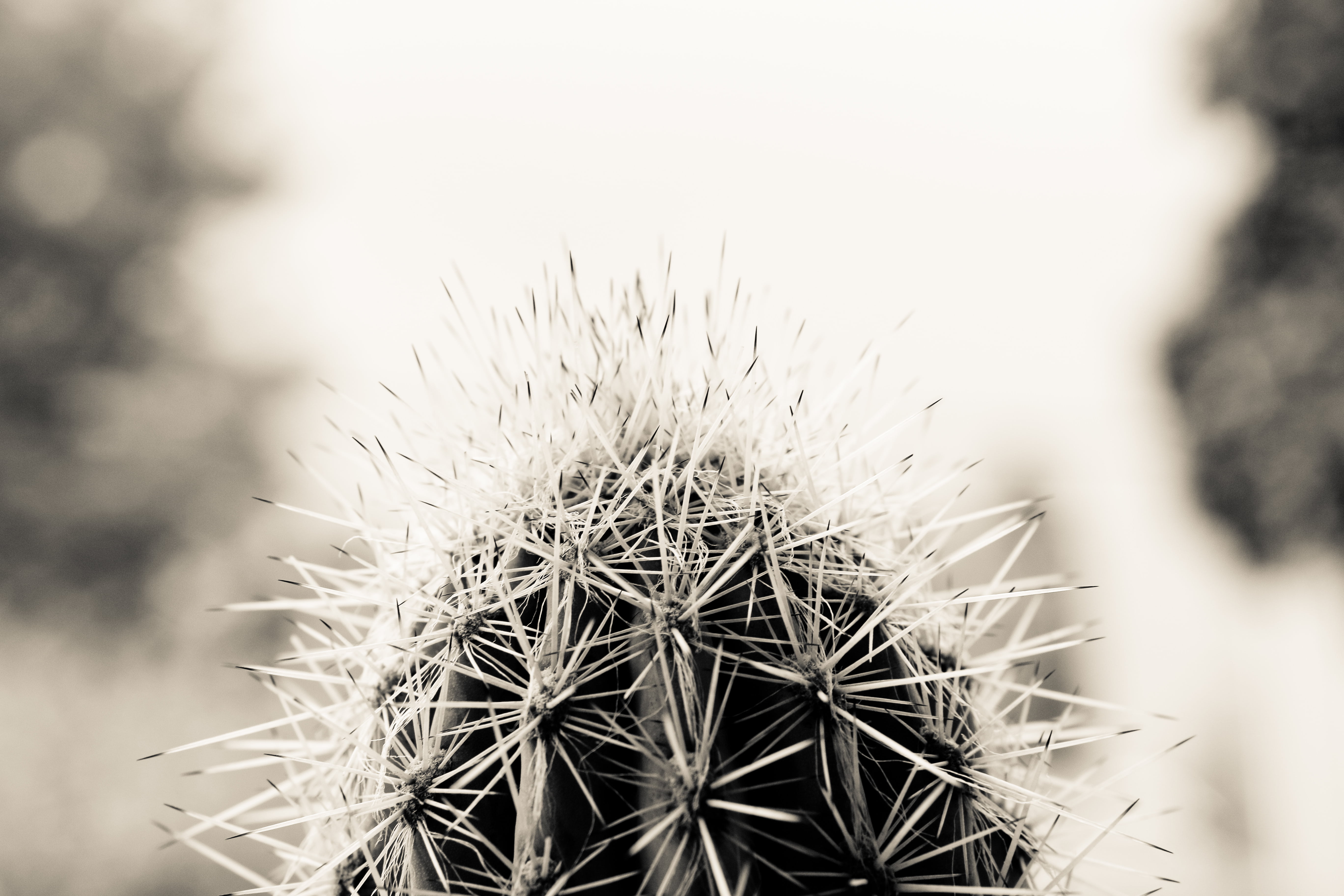 warning sign, sharp, outdoors, thorn, no people, growth, black-and-white, arid climate, cactus, flower head, focus, close-up, 5K, focus on foreground, HD Wallpaper