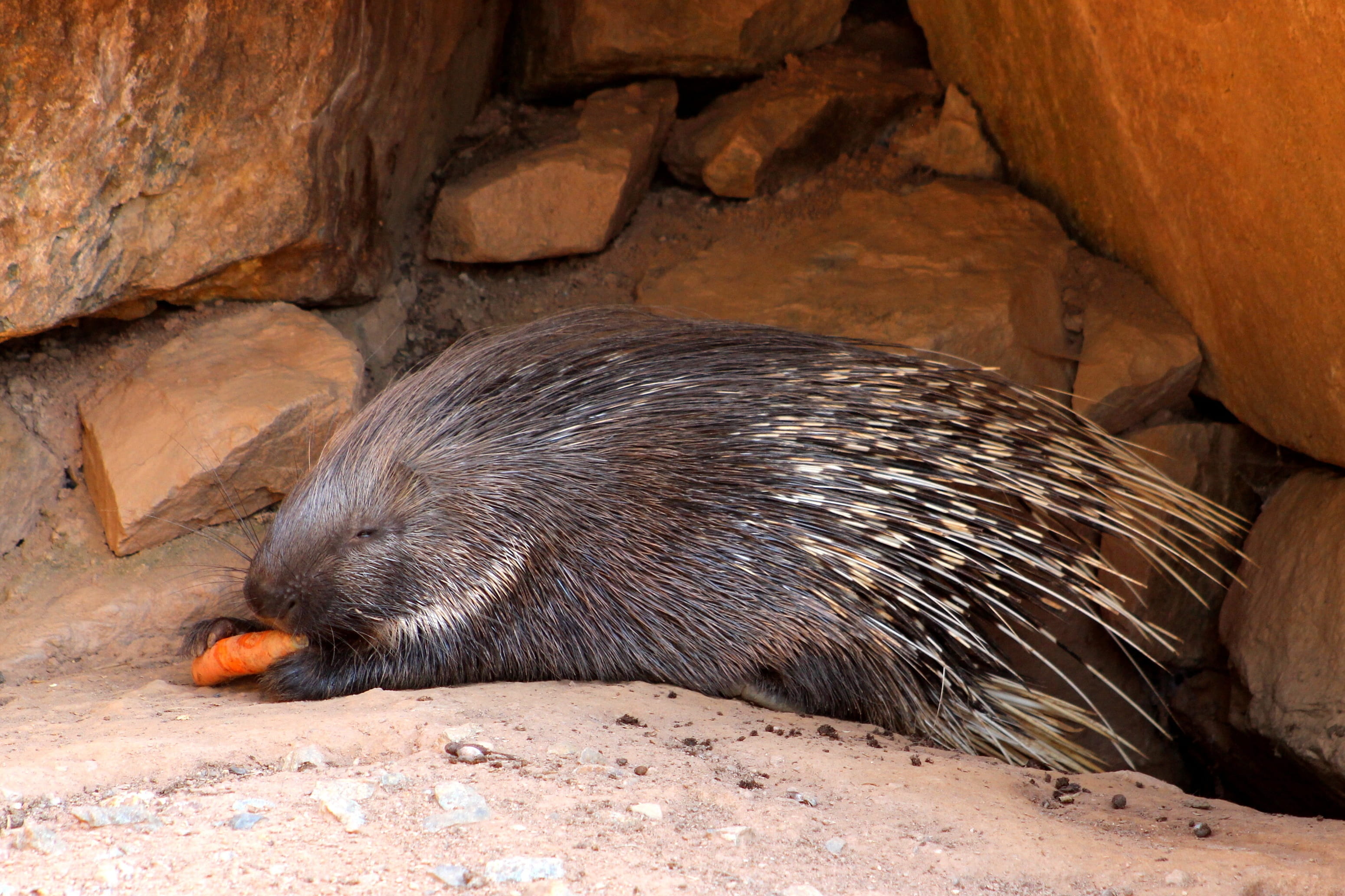 animal wildlife, sunlight, animals in the wild, no people, solid, day, outdoors, vertebrate, vegetables, mammal, zoo, porcupine, rock, underwater, summer, HD Wallpaper