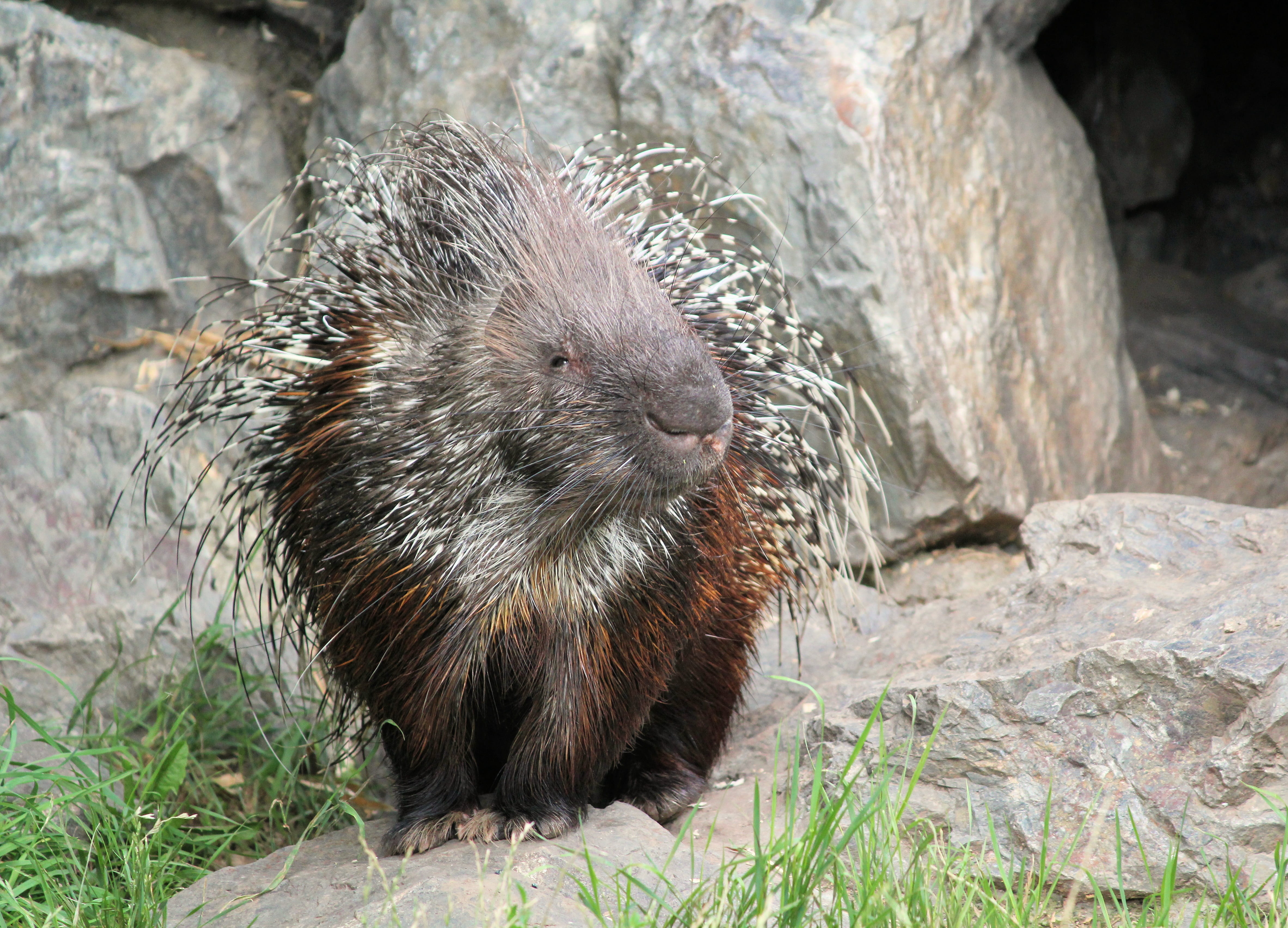 nature, rock - object, animal themes, mammal, hair, outdoors, grass, day, one animal, rodent, whisker, rock, quills, zoo, animal wildlife, focus on foreground, HD Wallpaper