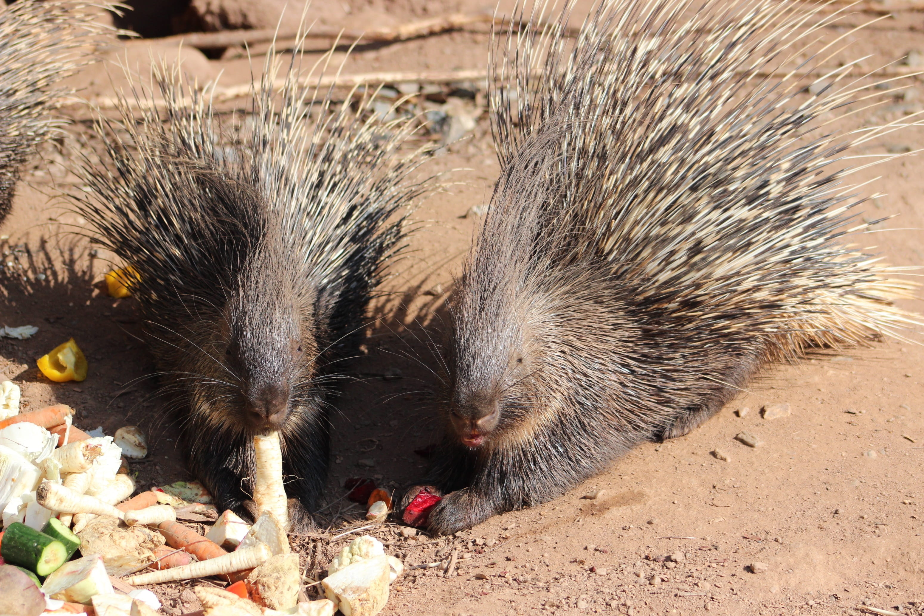 no people, close-up, quills, food, sunlight, animal themes, rodent, outdoors, fruit, nature, wild, spines, animal wildlife, zoo, vegetables, summer, mammal, HD Wallpaper
