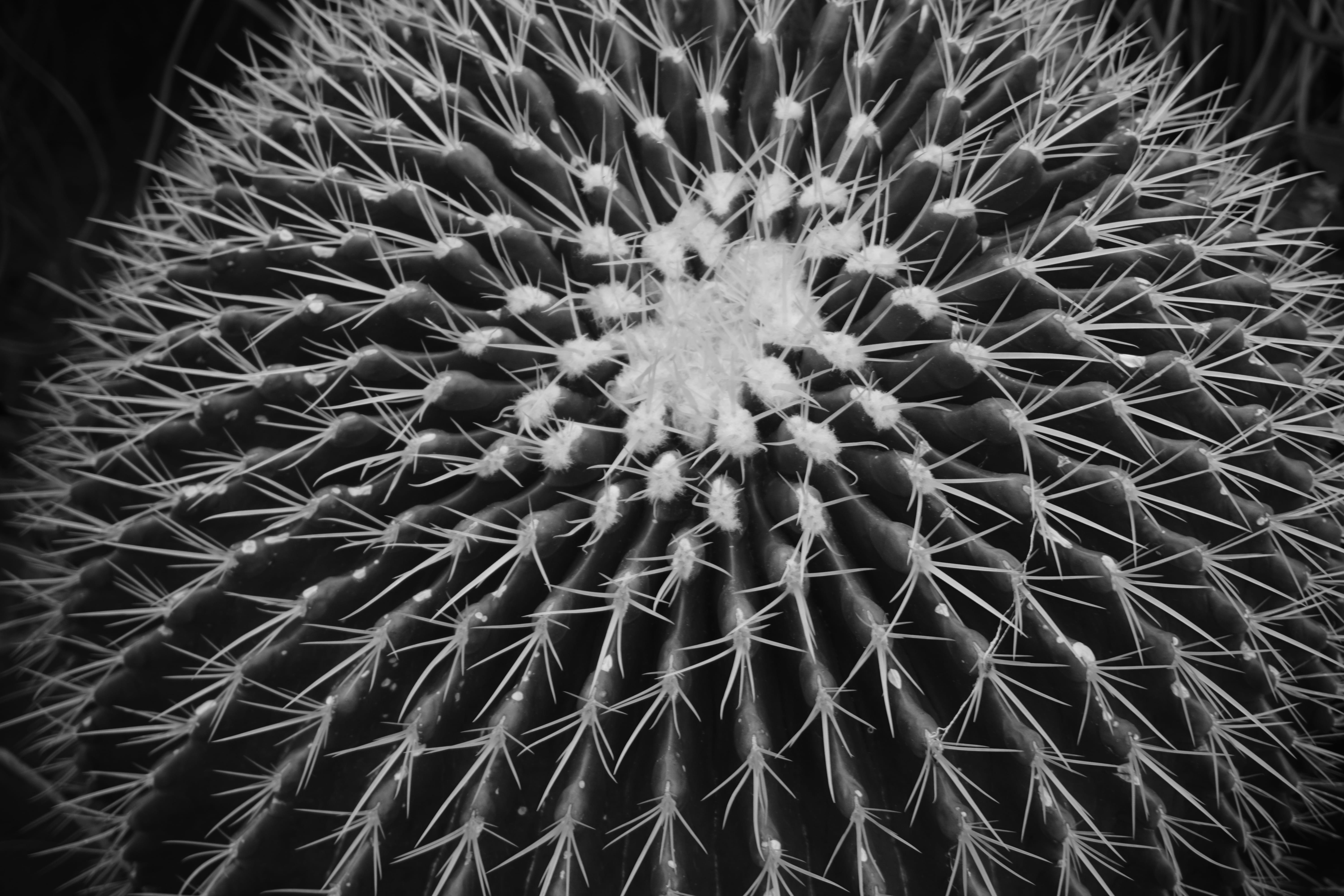thorns, flower, sign, natural pattern, cactus plant, beauty in nature, no people, photo, day, shape, colors, needles, grayscale, barrel cactus, outdoors, HD Wallpaper