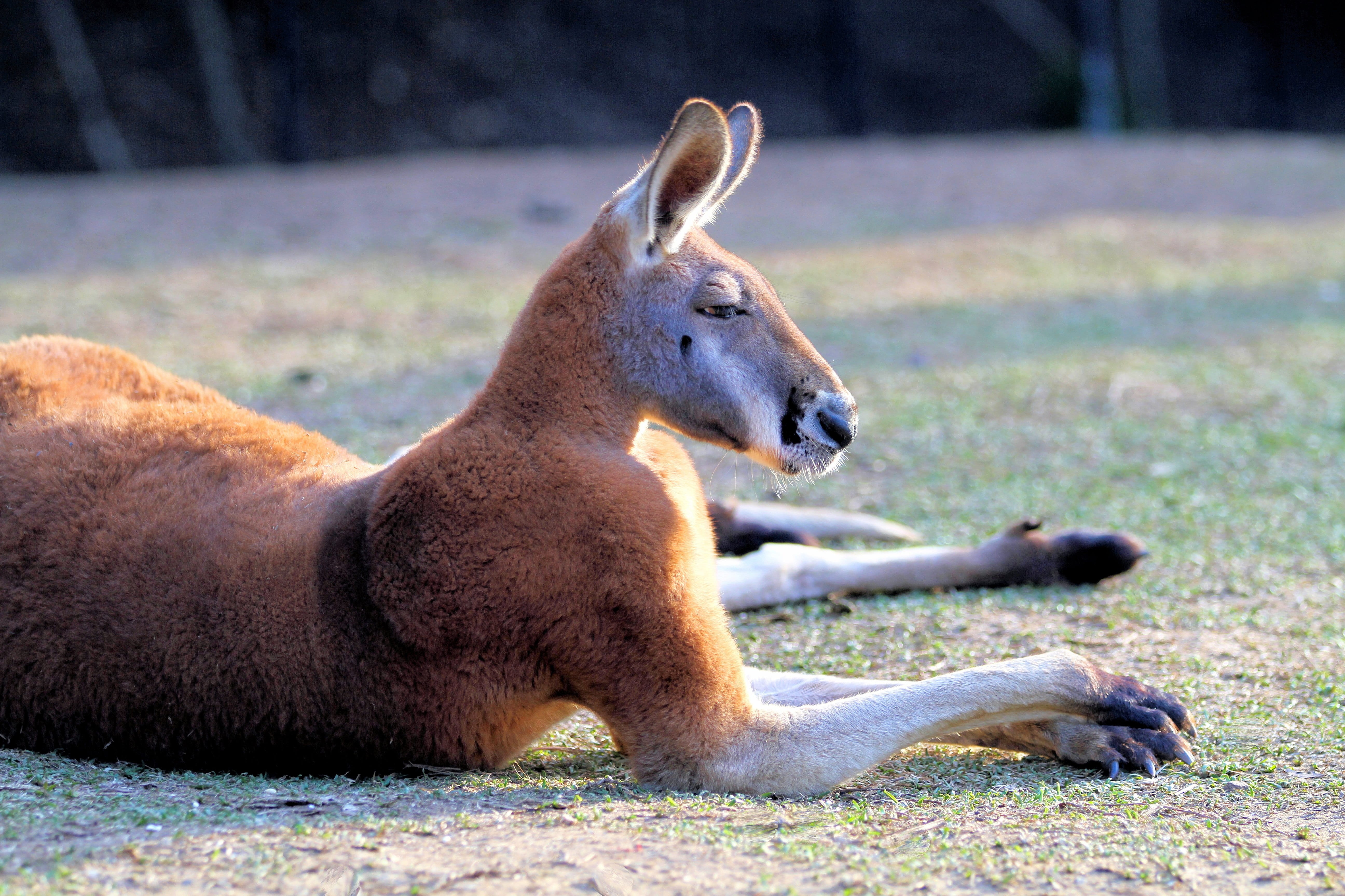 Australia, lying down, 5K, cute, native, fauna, one animal, Kangaroo, brown, outback, paw, animal, rufus, side view, aussie, vertebrate, mammal, fur, focus on foreground, HD Wallpaper