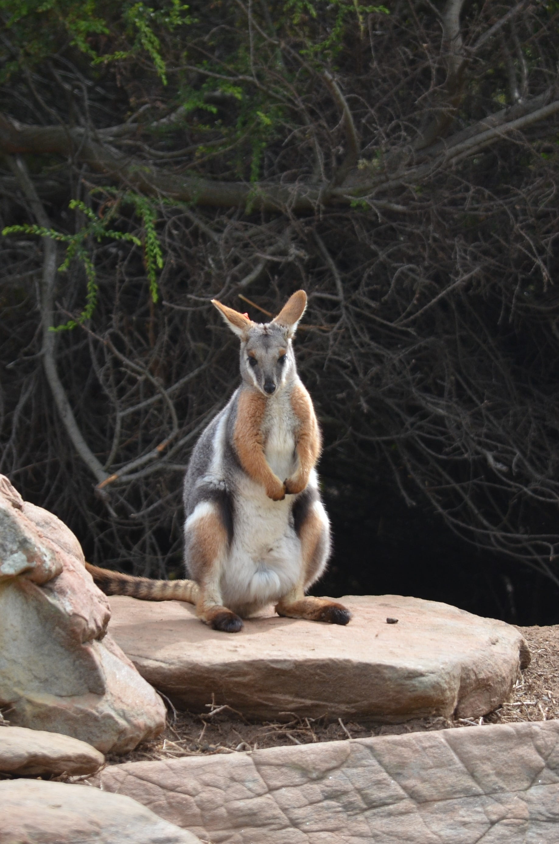 one animal, no people, vertebrate, animals in the wild, fauna, rock, looking, animal, marsupial, plant, tree, looking away, wild, herbivorous, cute, animal wildlife, Phone HD Wallpaper